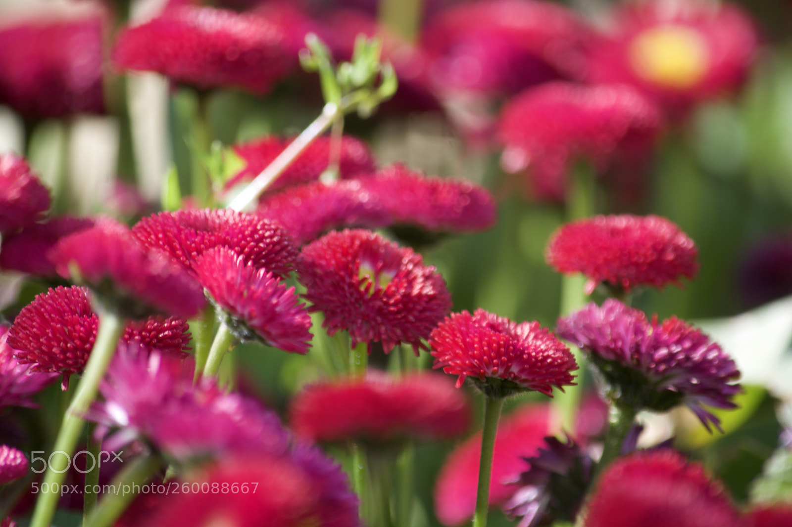 Nikon D7200 sample photo. Fullsizeoutput photography