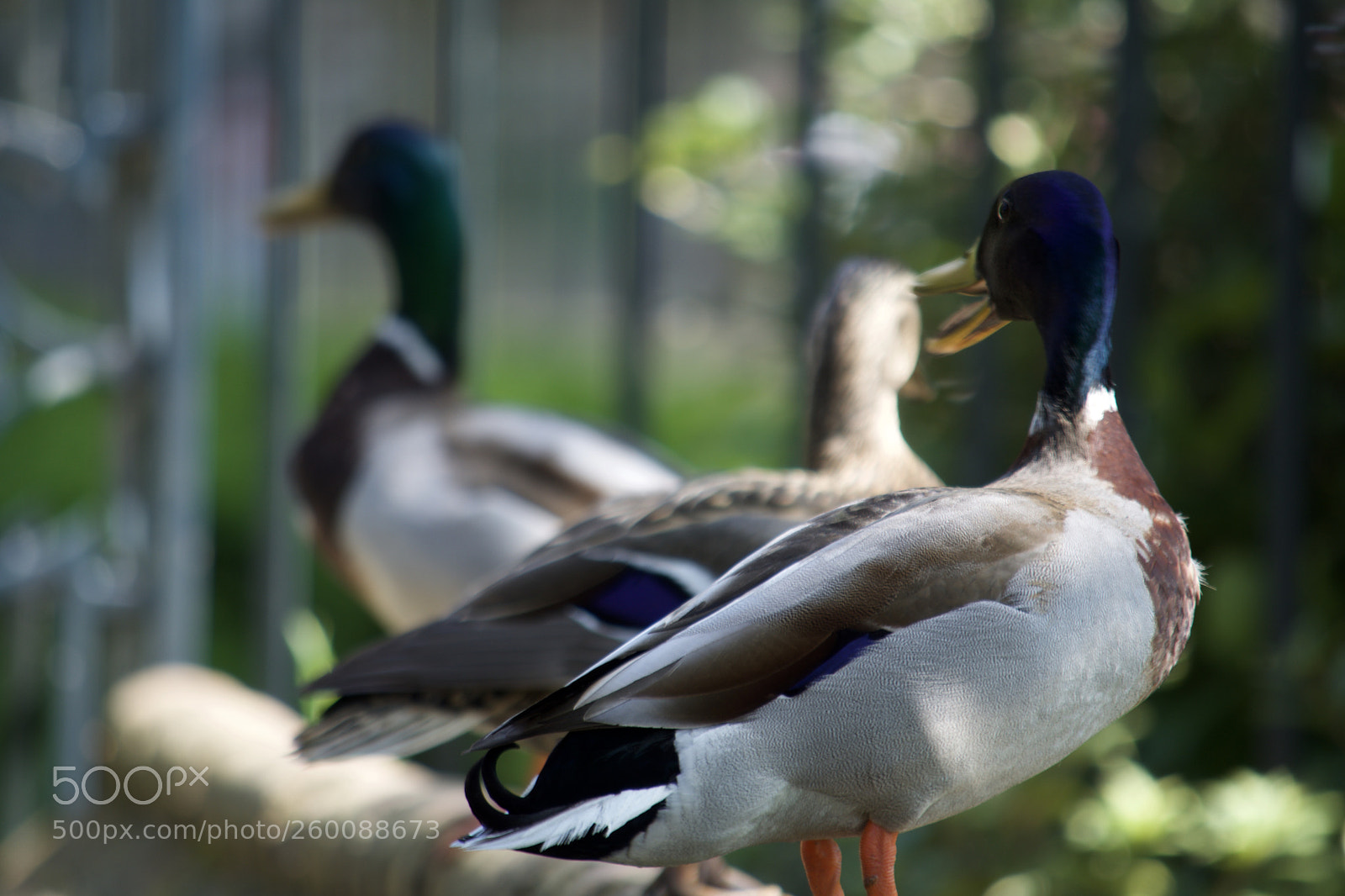 Nikon D7200 sample photo. Fullsizeoutput photography
