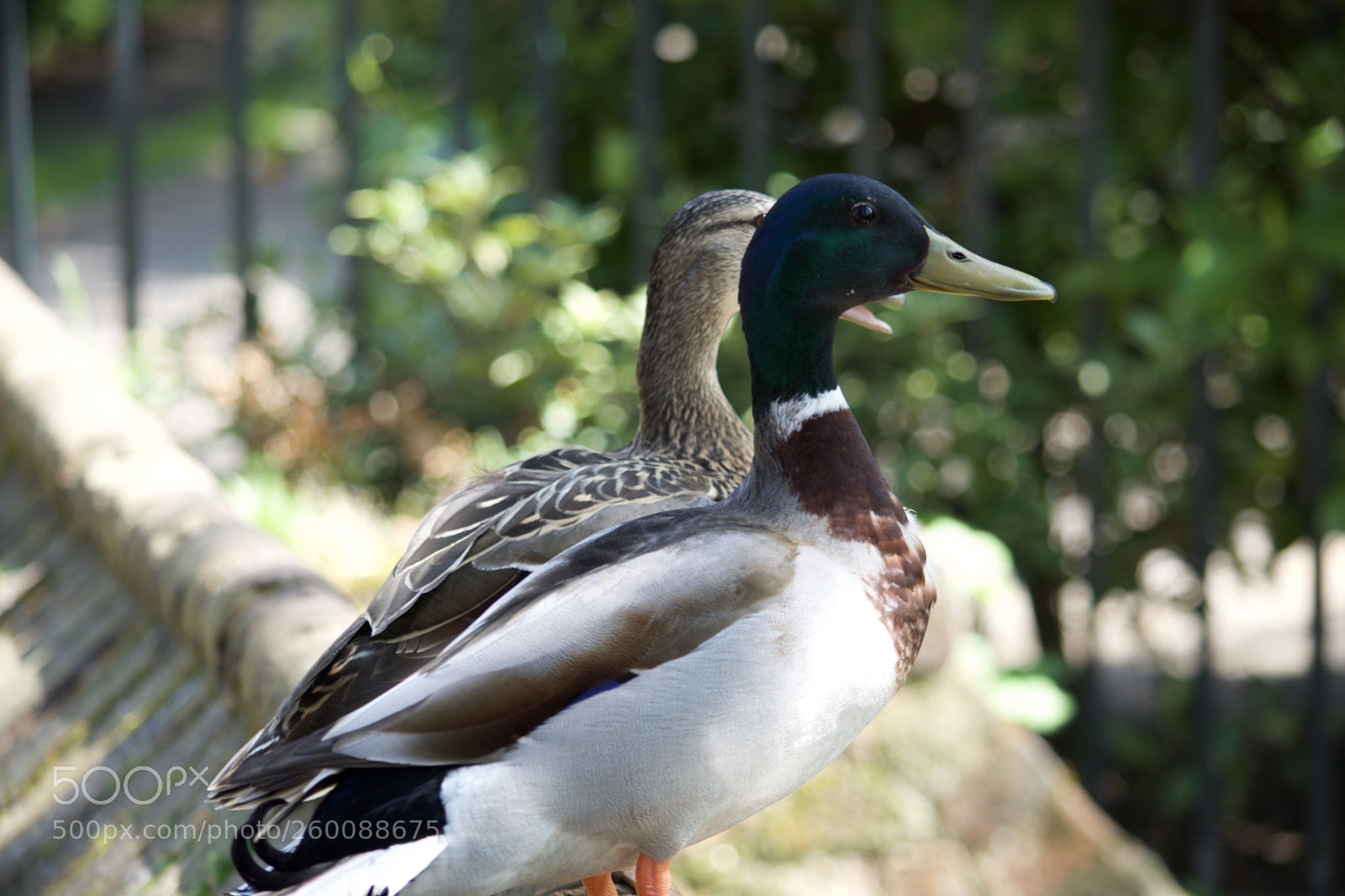 Nikon D7200 sample photo. Fullsizeoutput photography
