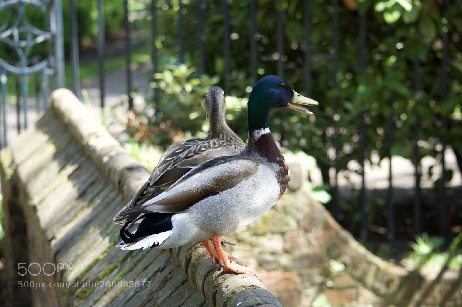 Nikon D7200 sample photo. Fullsizeoutput e photography