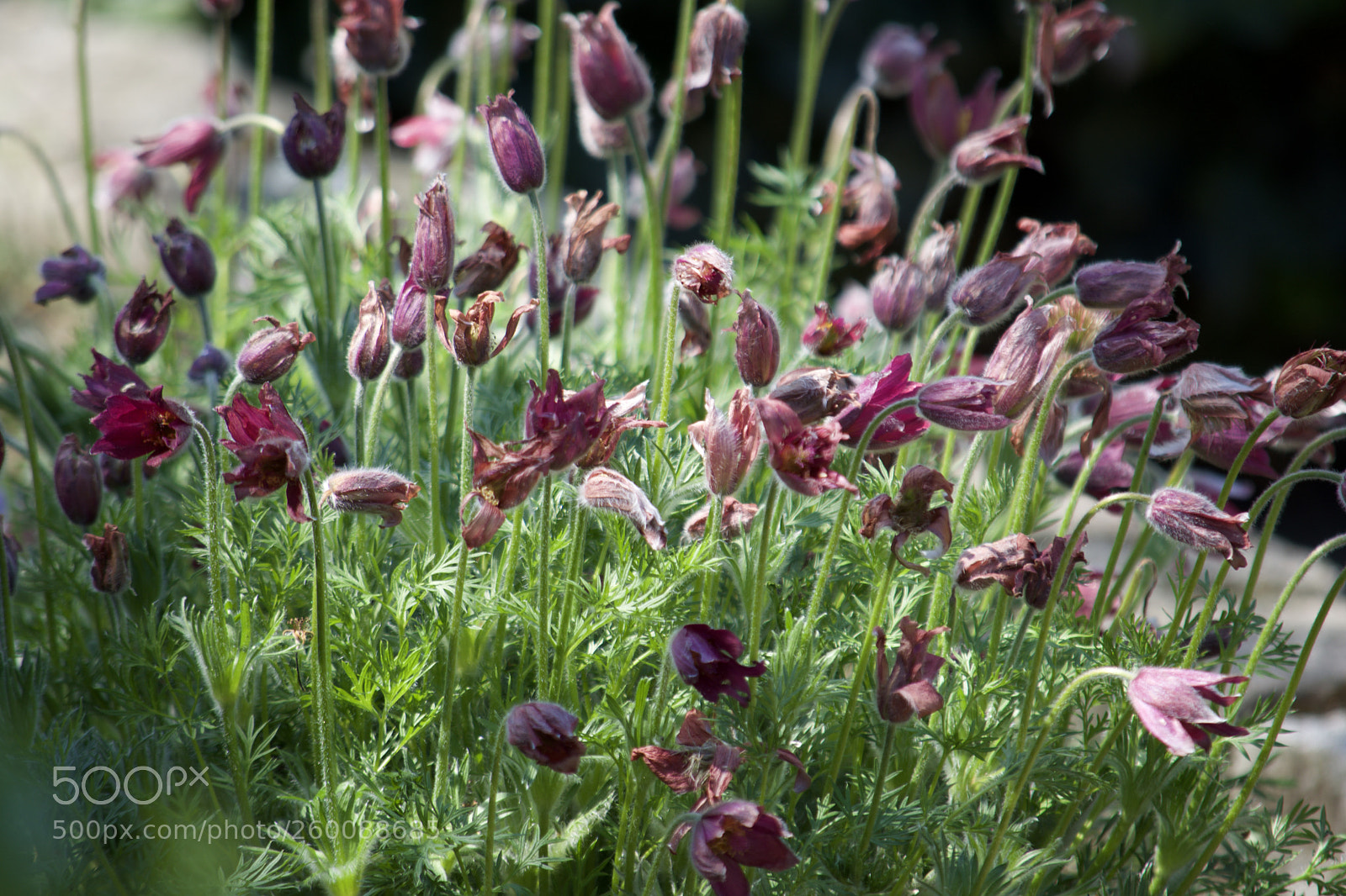 Nikon D7200 sample photo. Fullsizeoutput ad photography
