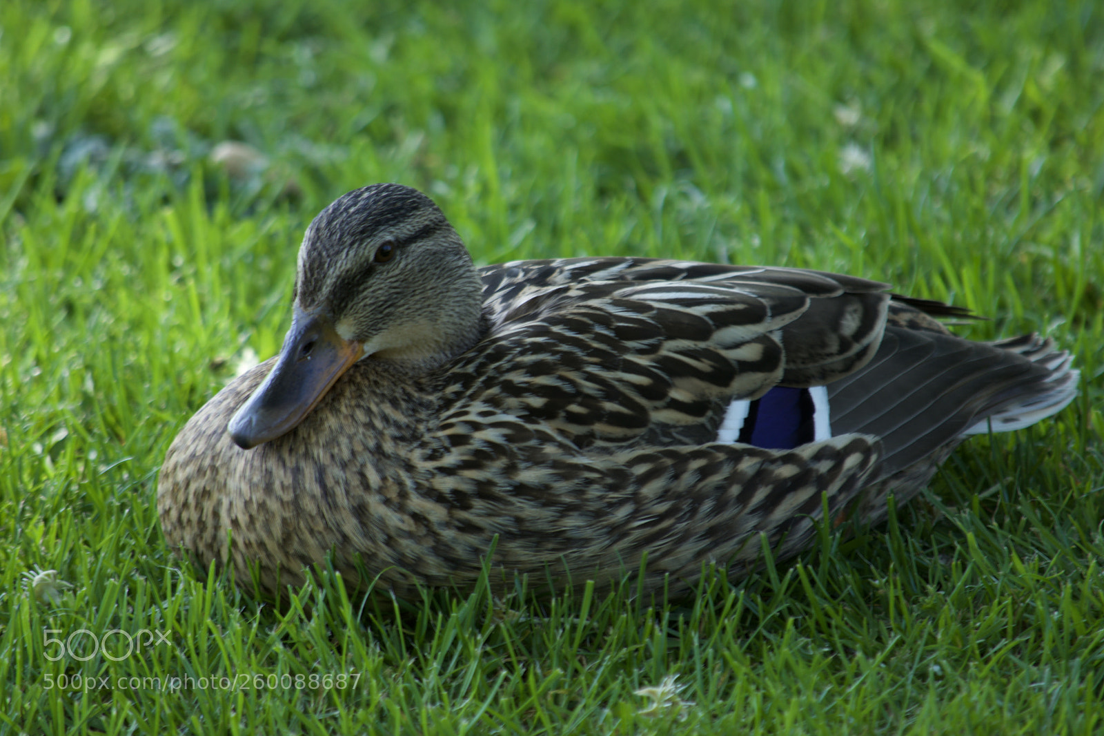 Nikon D7200 sample photo. Fullsizeoutput photography