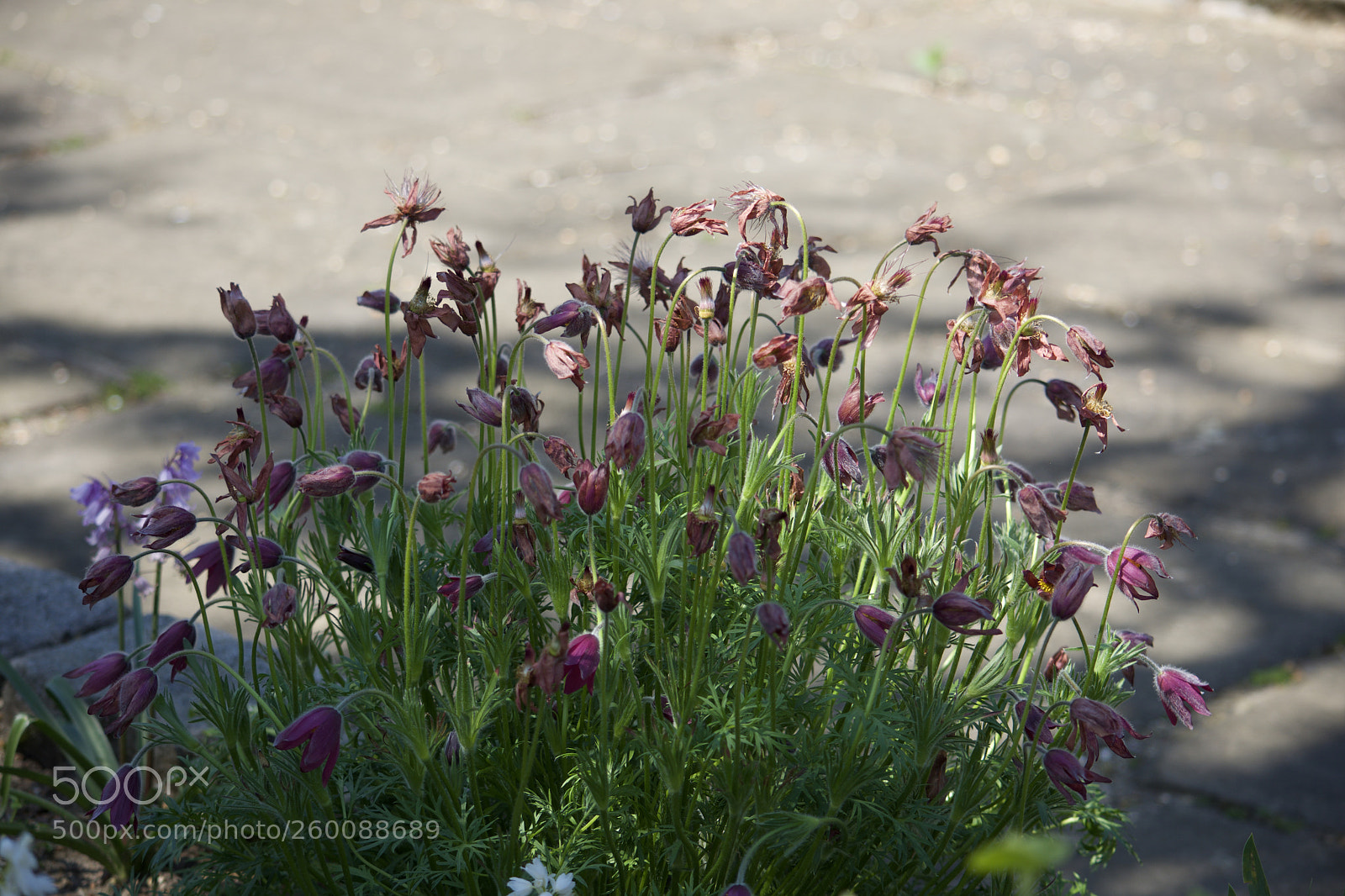 Nikon D7200 sample photo. Fullsizeoutput ad photography