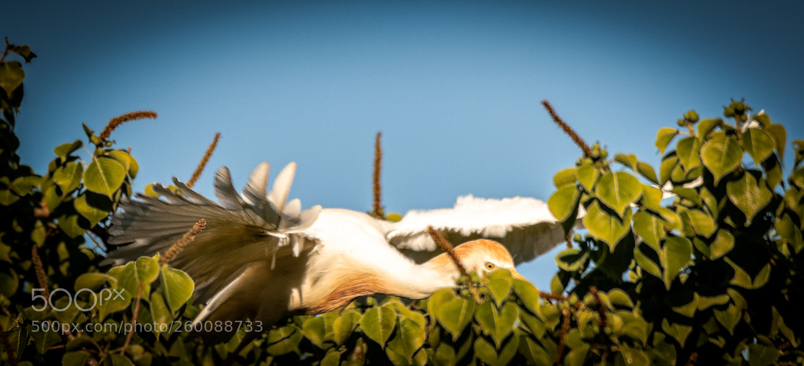 Canon EOS 7D Mark II sample photo. Sneaky little egret photography