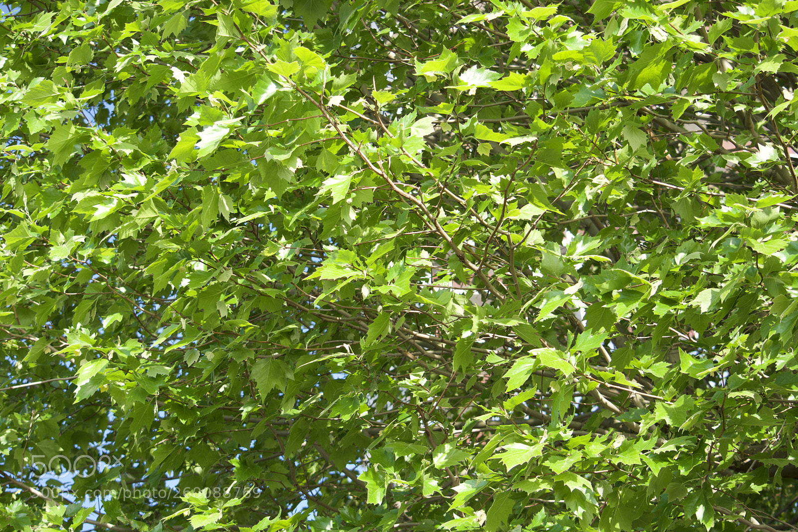 Nikon D7200 sample photo. Fullsizeoutput bb photography