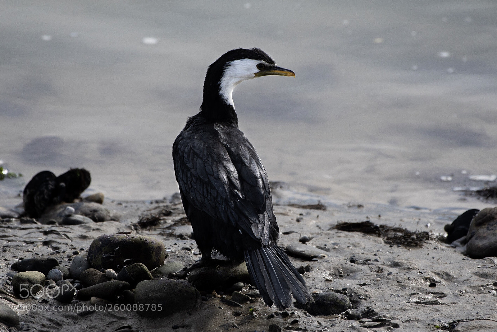 Nikon D500 sample photo. Little shag kawaupaka microcarbo photography