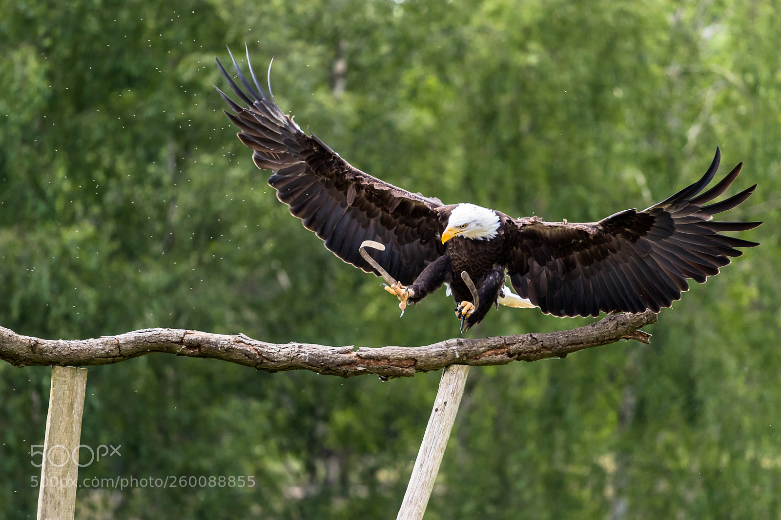 Canon EOS 80D sample photo. Bald eagle landing photography