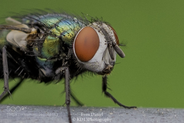 Nikon D750 sample photo. Fly photography
