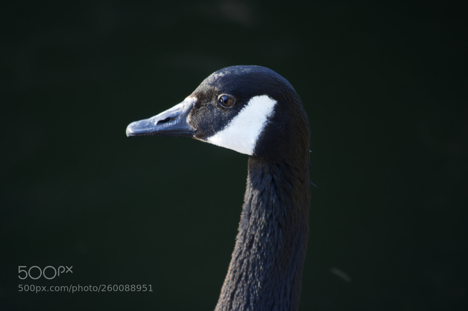 Nikon D7200 sample photo. Fullsizeoutput ae photography