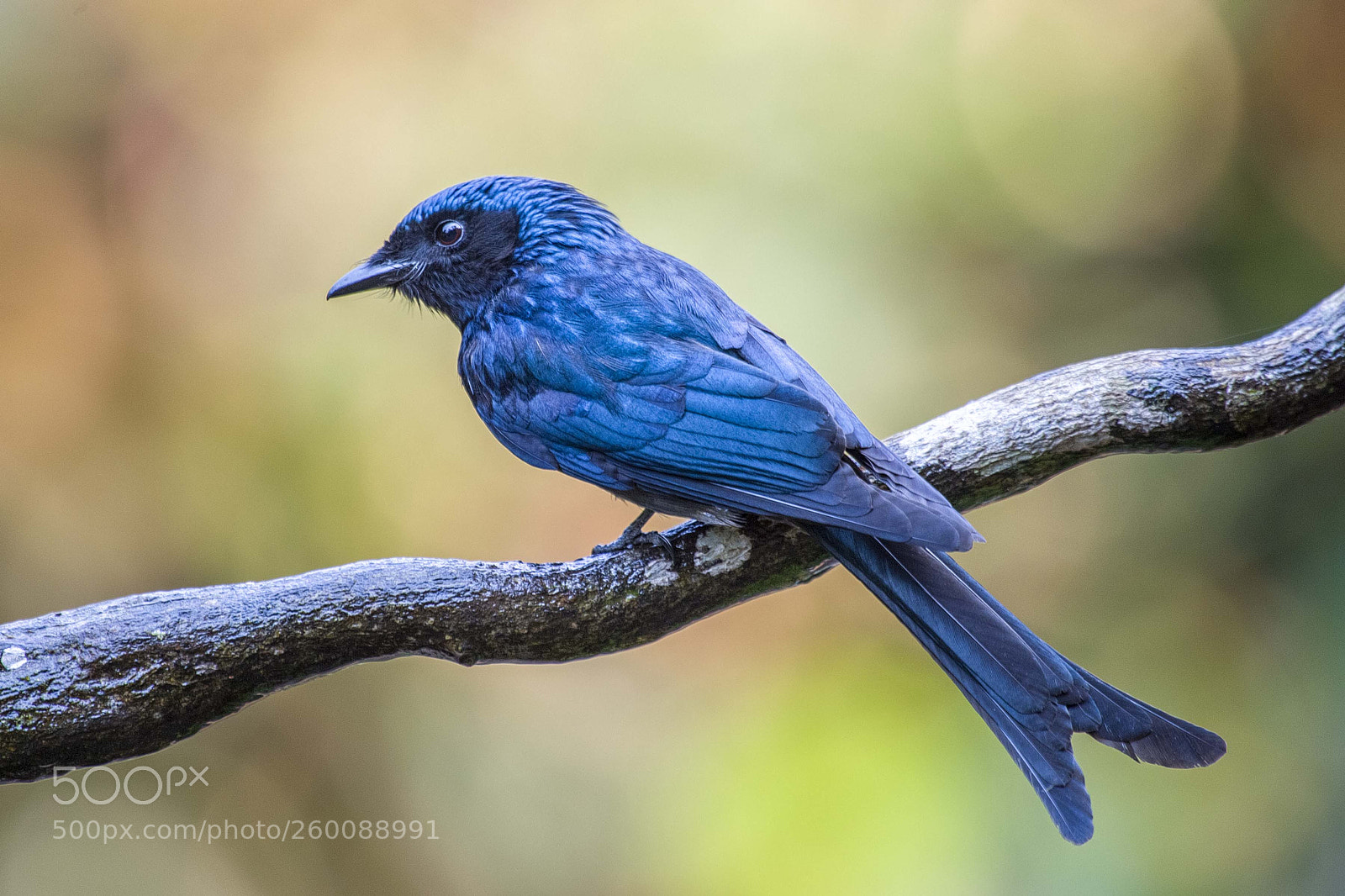 Nikon D4 sample photo. Ashy drongo photography