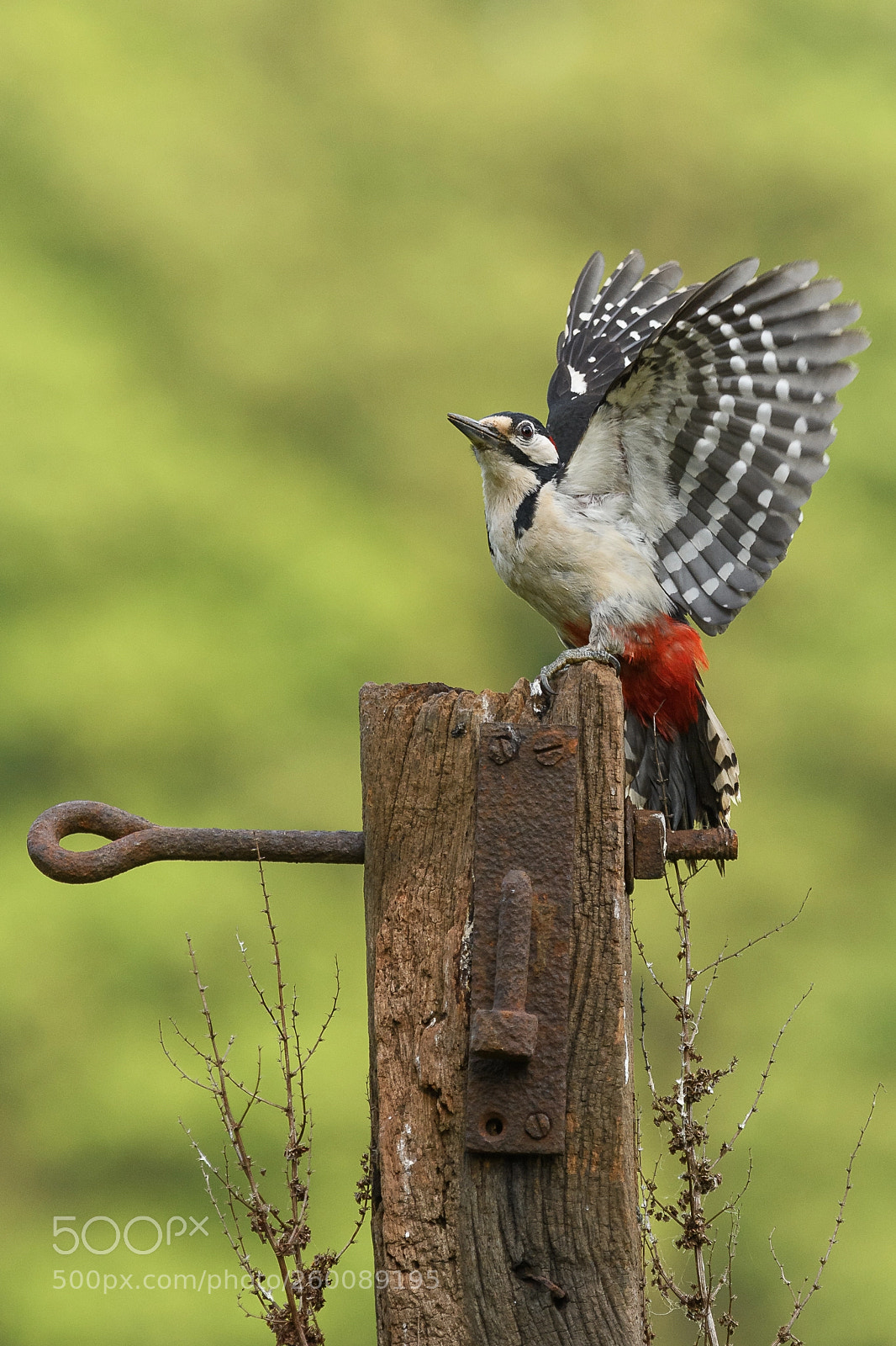 Nikon D500 sample photo. Woodpecker - ready for photography