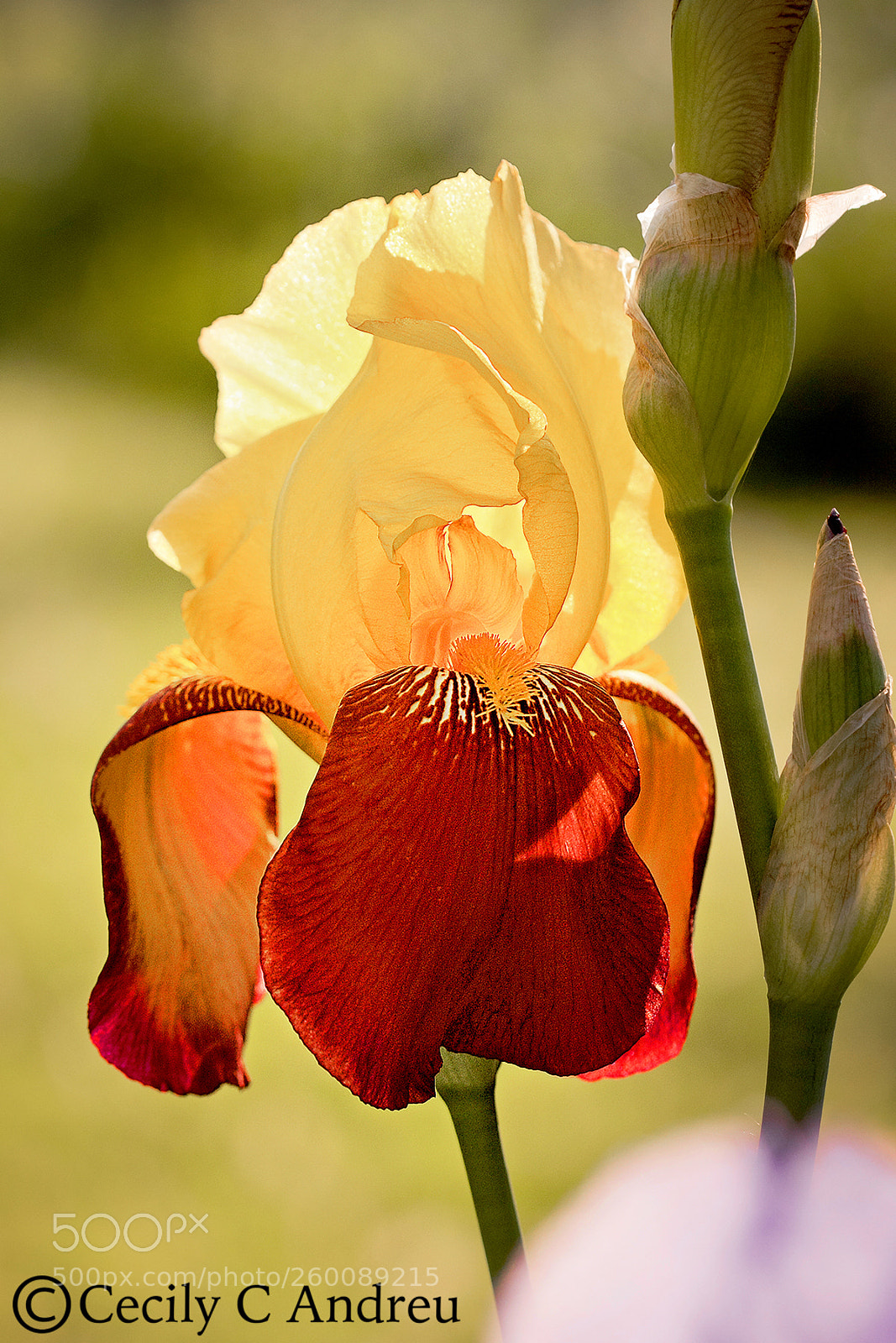 Canon EOS 40D sample photo. Grandeur ii photography