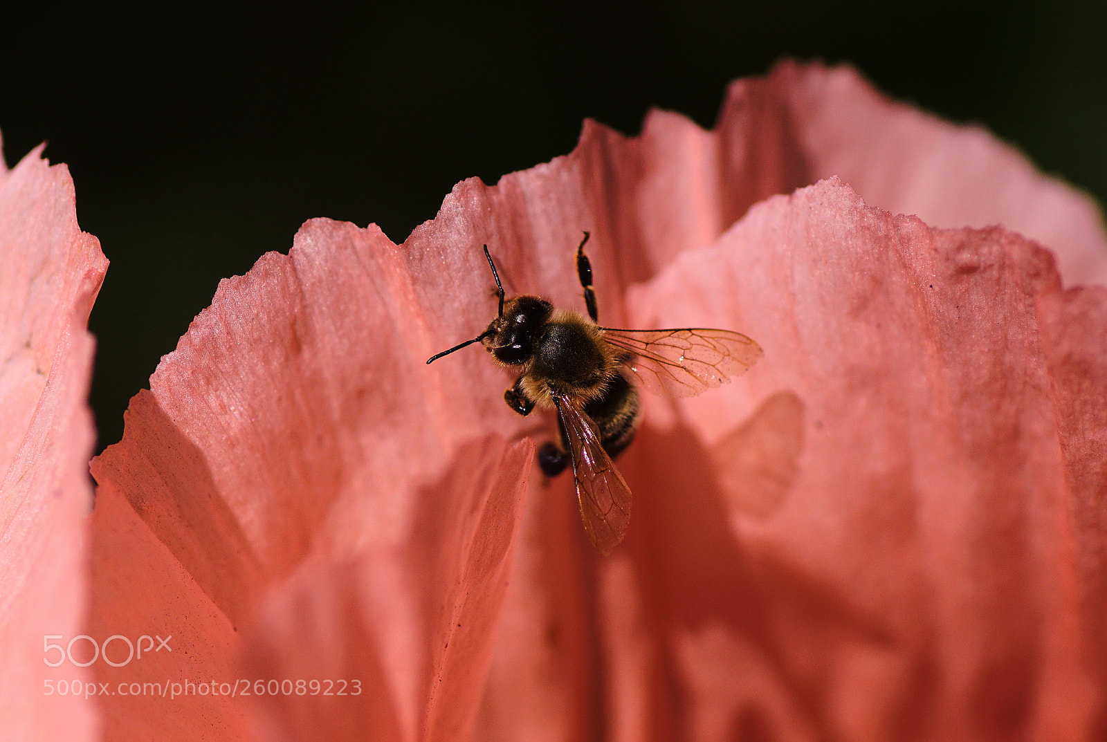 Sony ILCA-77M2 sample photo. Bees love the oriental photography