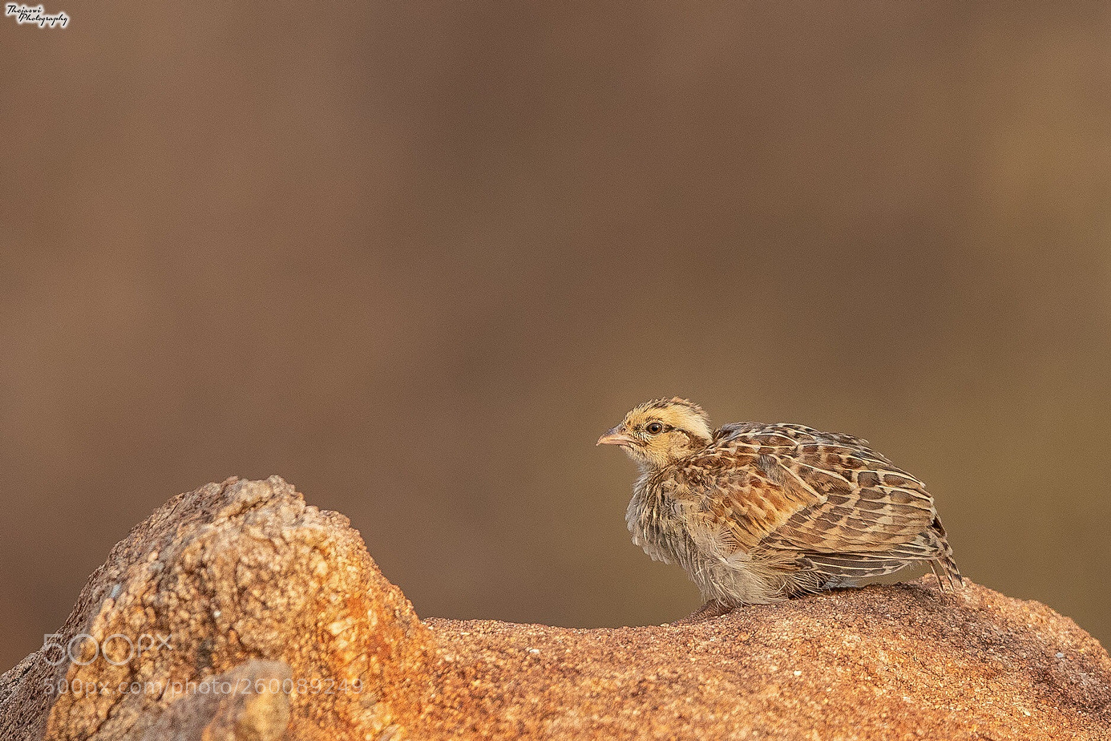 Canon EOS 5D Mark IV sample photo. Grey francolin - chick photography