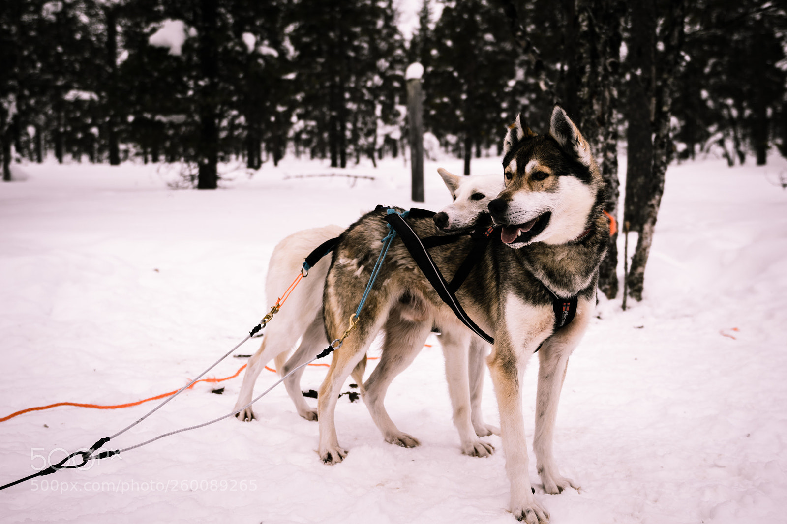 Nikon D3300 sample photo. Husky safari photography