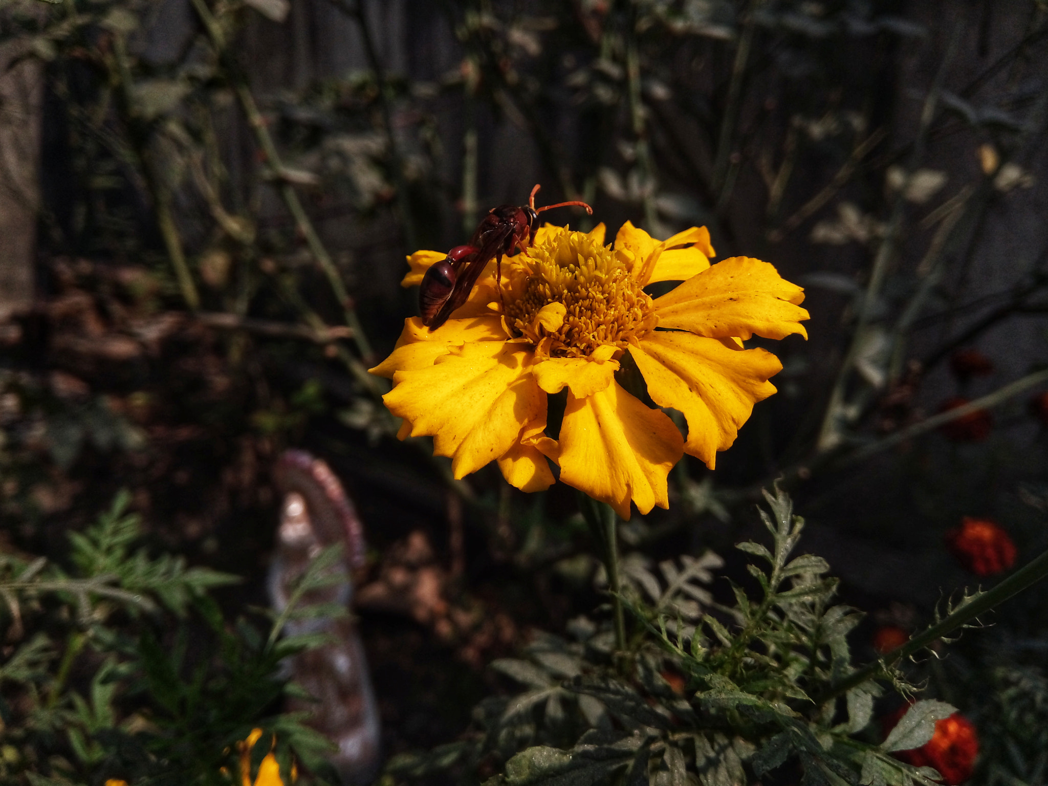 GIONEE A1 lite sample photo