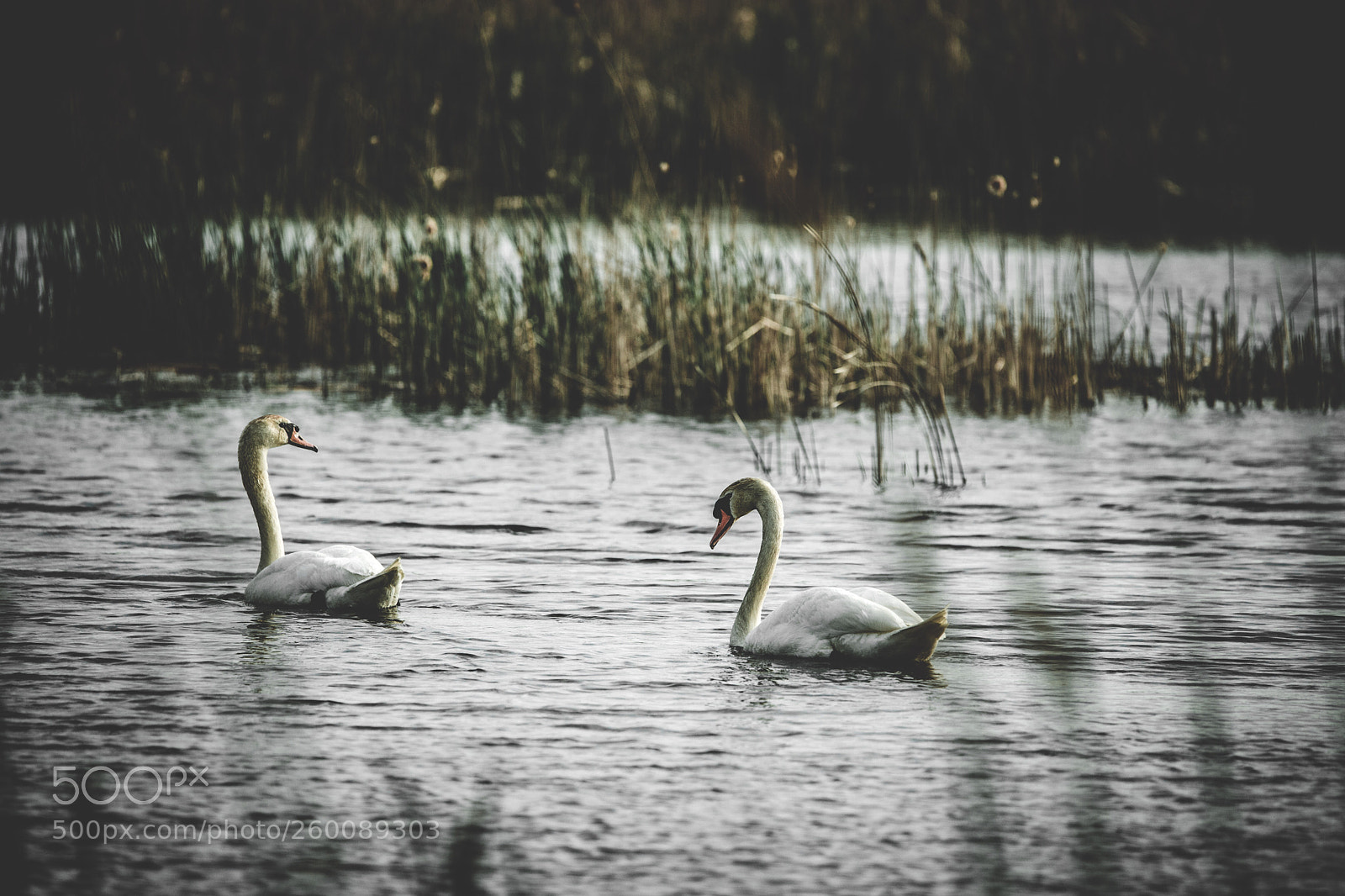 Canon EOS 6D Mark II sample photo. Untitled photography