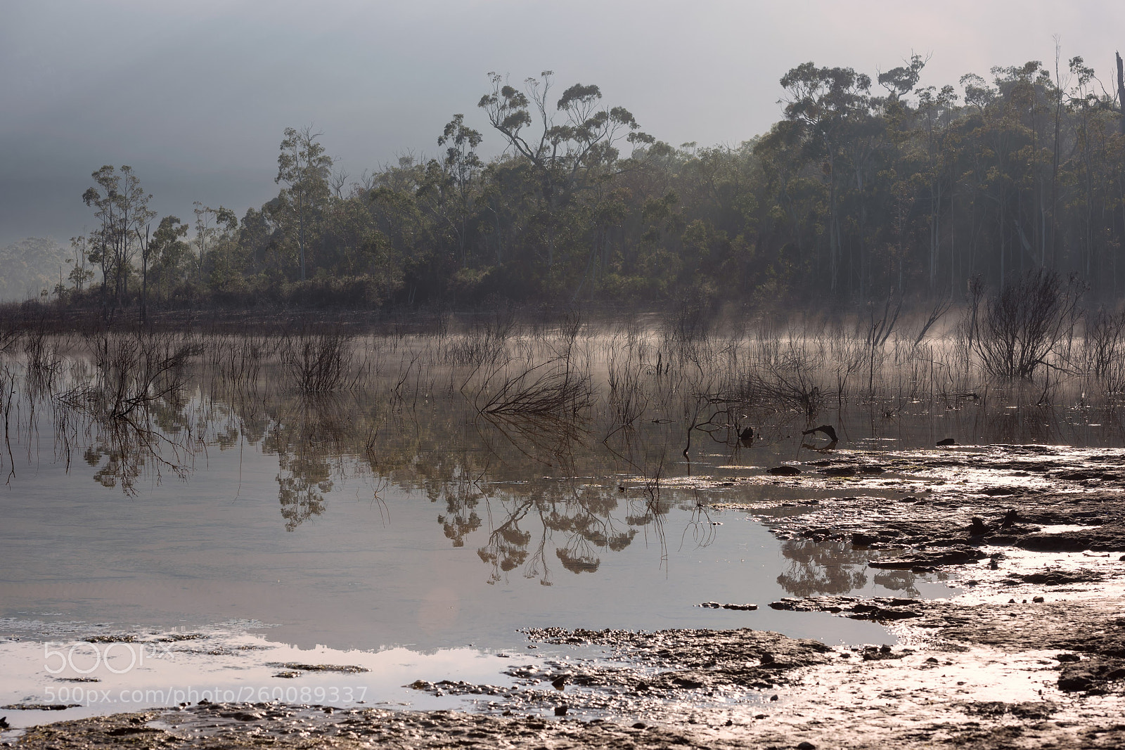 Nikon D810 sample photo. Foggy morning photography