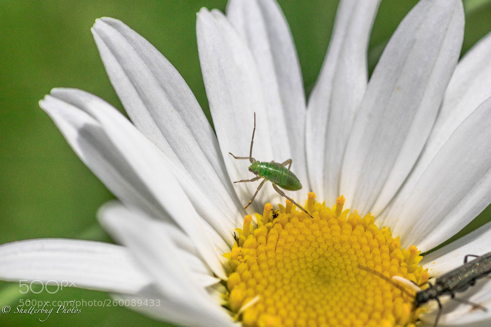 Canon EOS 80D sample photo. Aphid photography