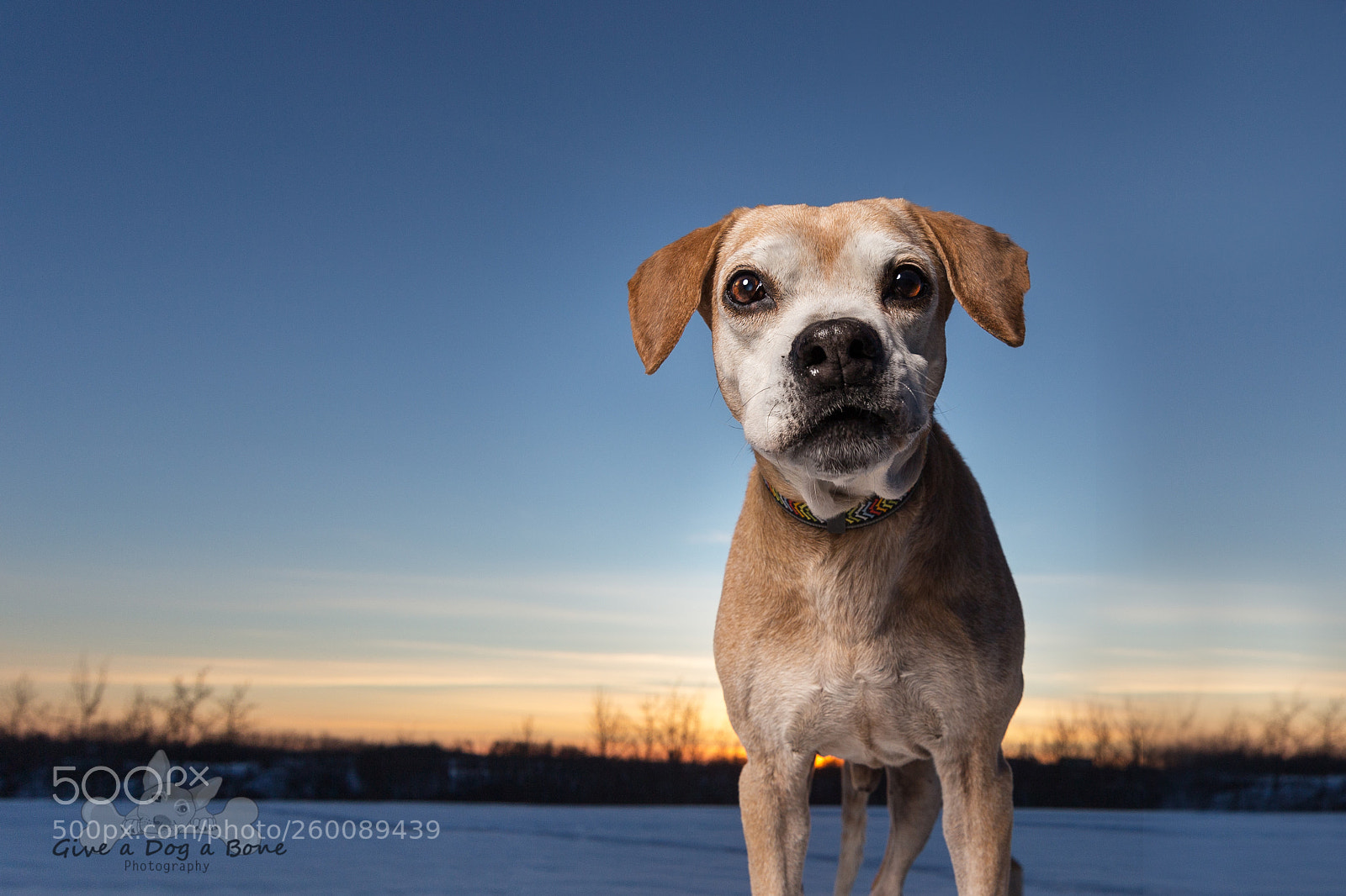 Canon EOS 6D sample photo. Nacho the mexican dog photography