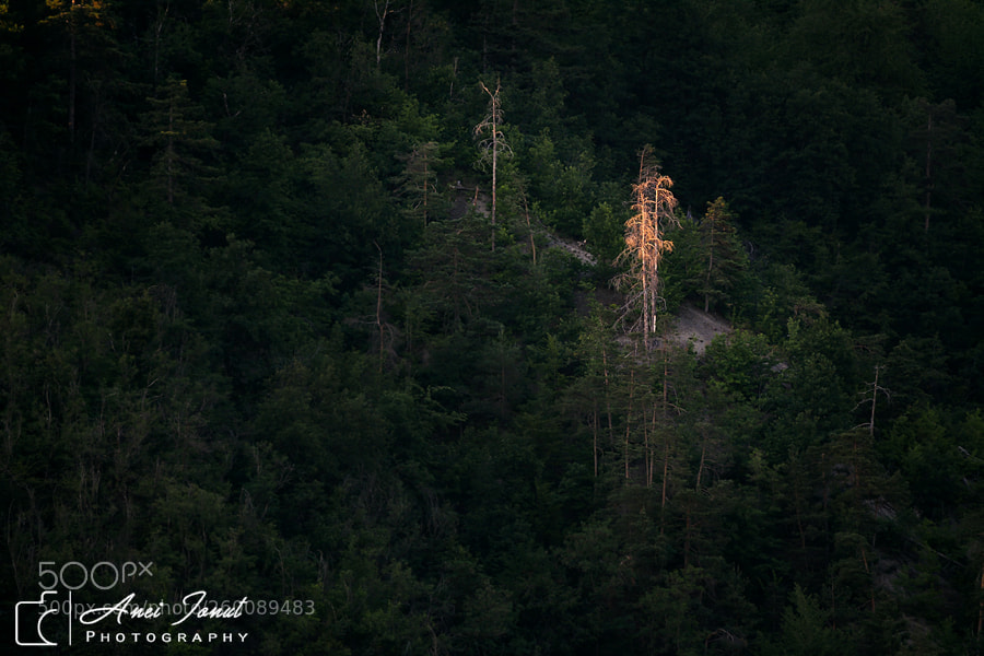 Nikon D7100 sample photo. Dead tree photography