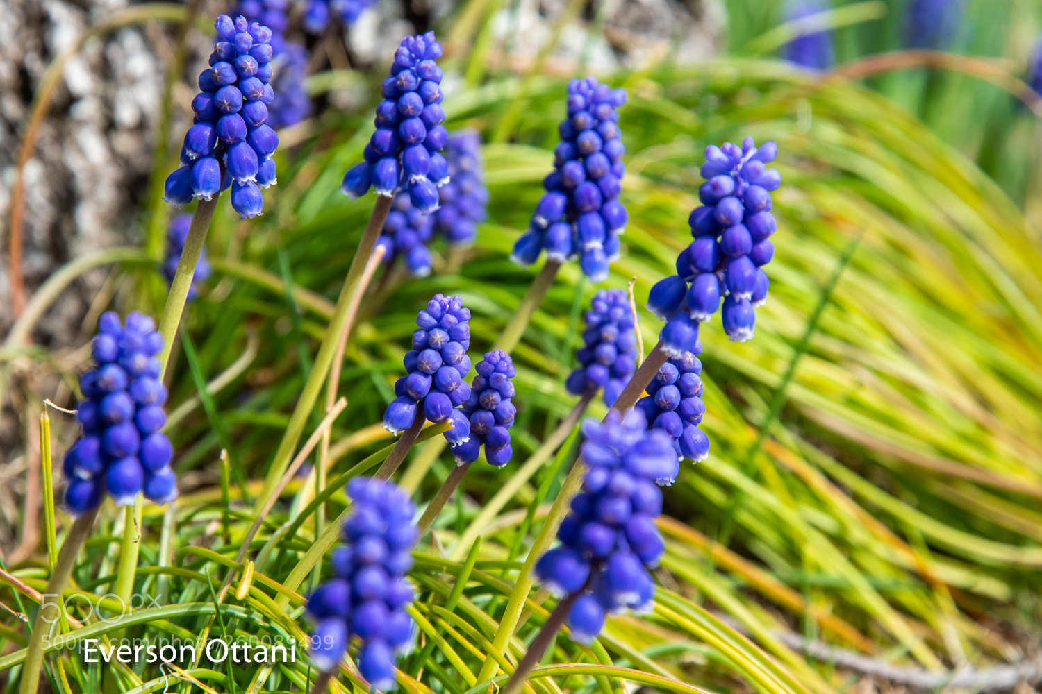 Nikon D500 sample photo. Purple flower photography