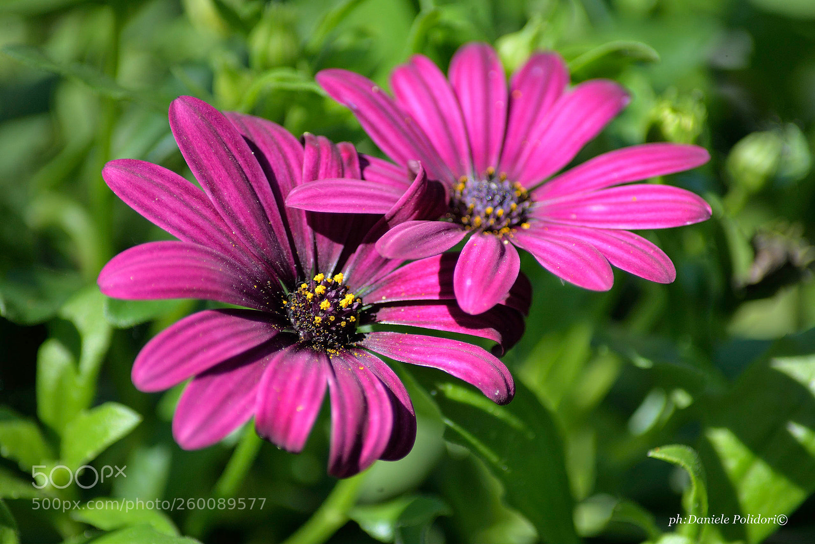 Nikon D610 sample photo. Acquadolce flowers photography