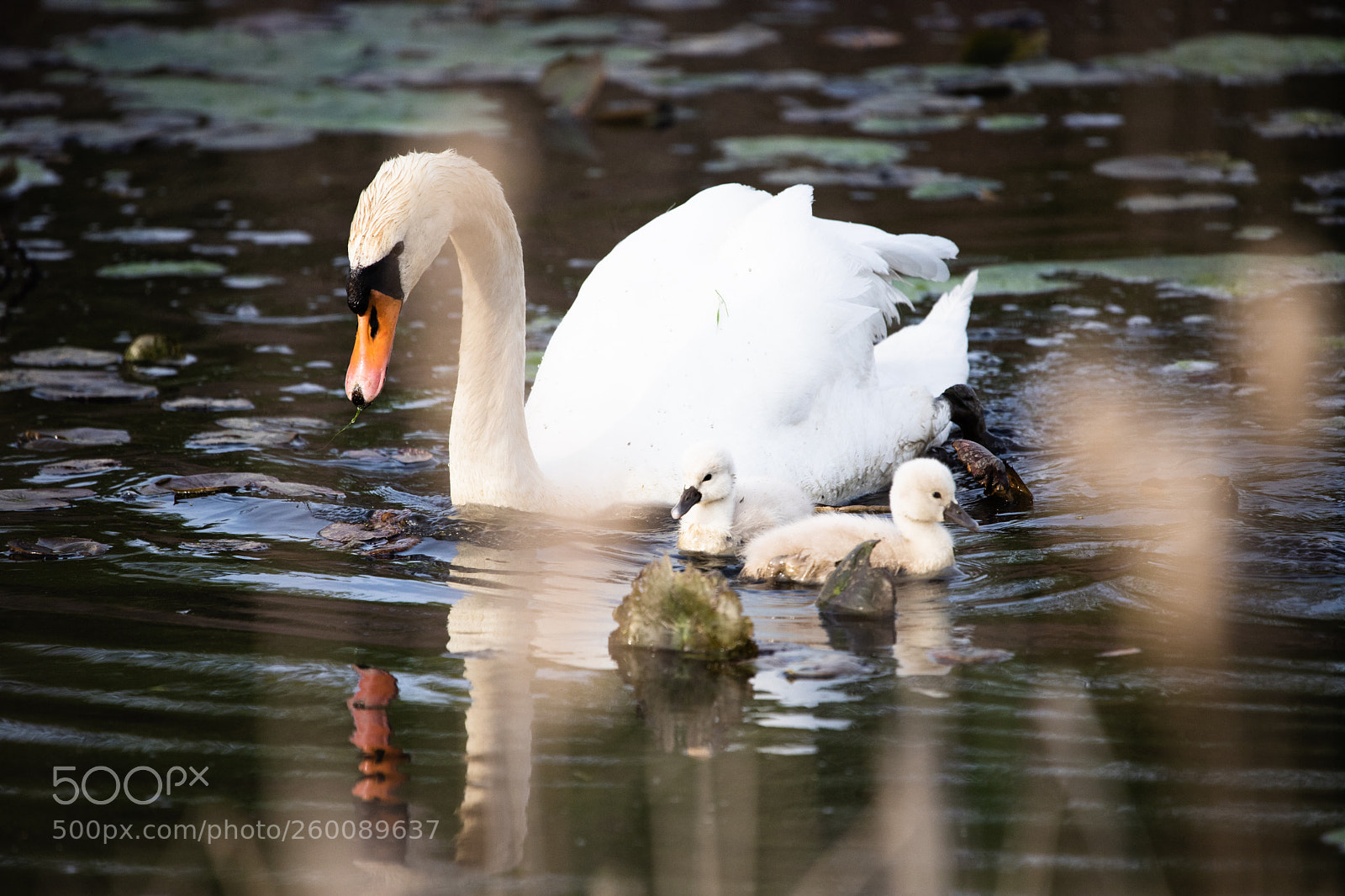 Canon EOS 6D Mark II sample photo. Babes photography