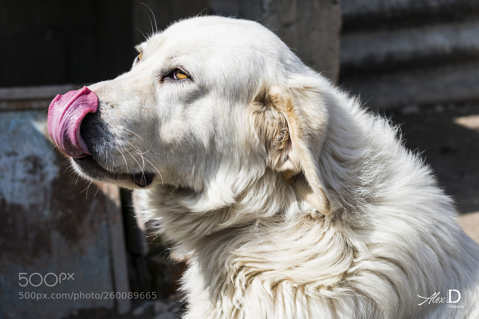 Nikon D3400 sample photo. The white dog photography