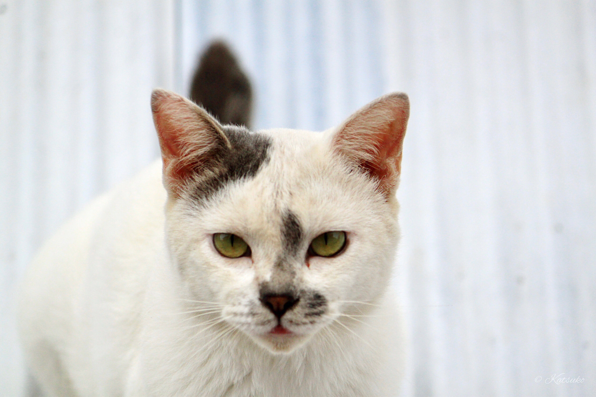 Canon EOS 500D (EOS Rebel T1i / EOS Kiss X3) sample photo. Mixed breed cat photography