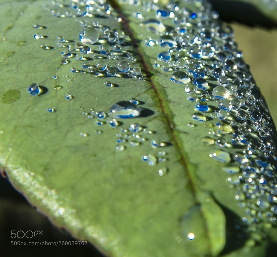 Nikon D7200 sample photo. Gotas de lluvia photography