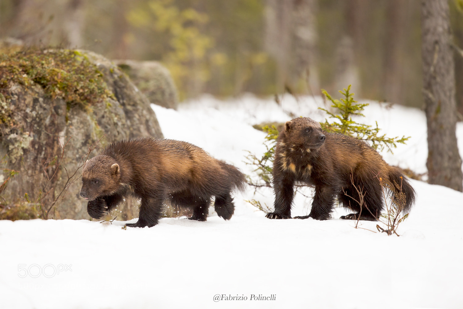Canon EOS-1D X sample photo. Wolverine photography