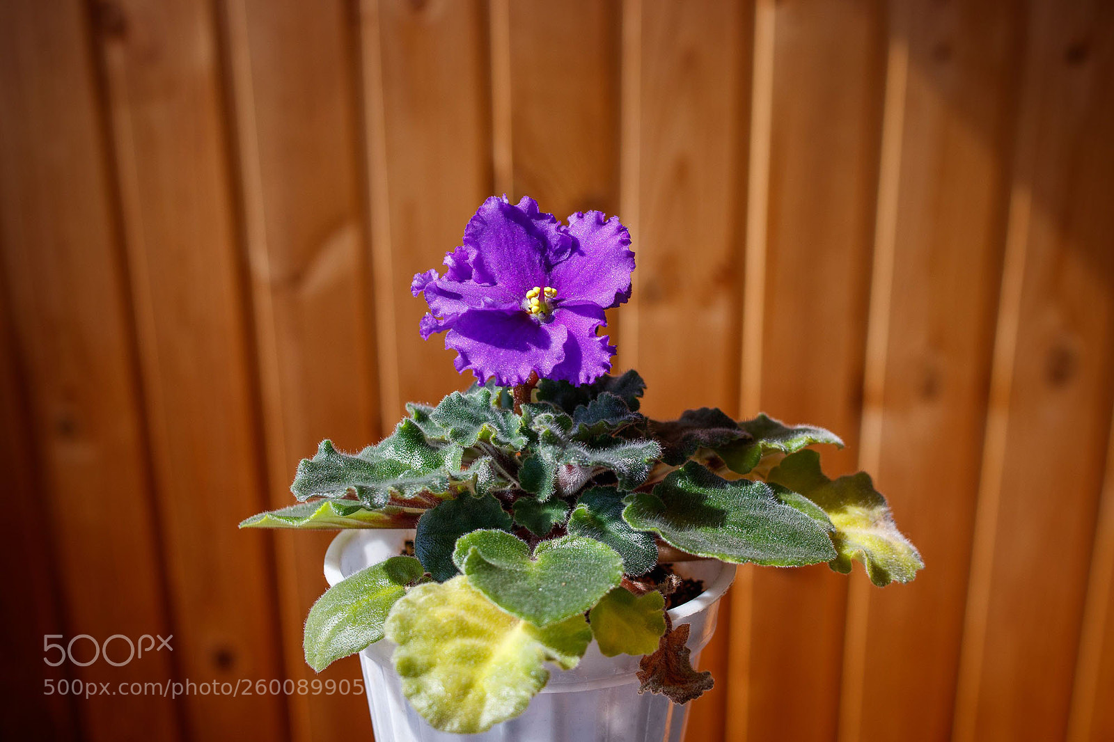 Canon EOS 200D (EOS Rebel SL2 / EOS Kiss X9) sample photo. Violet photography