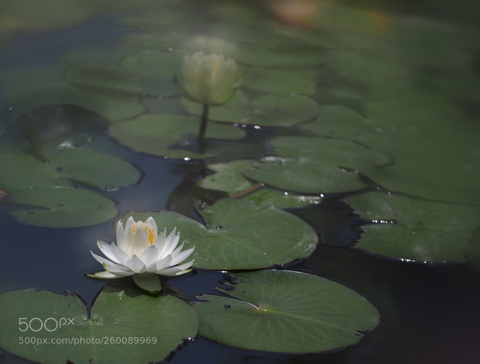 Olympus OM-D E-M5 sample photo. Waterlily
 photography