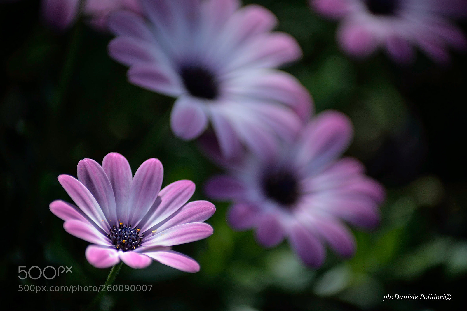 Nikon D610 sample photo. Acquadolce flower photography