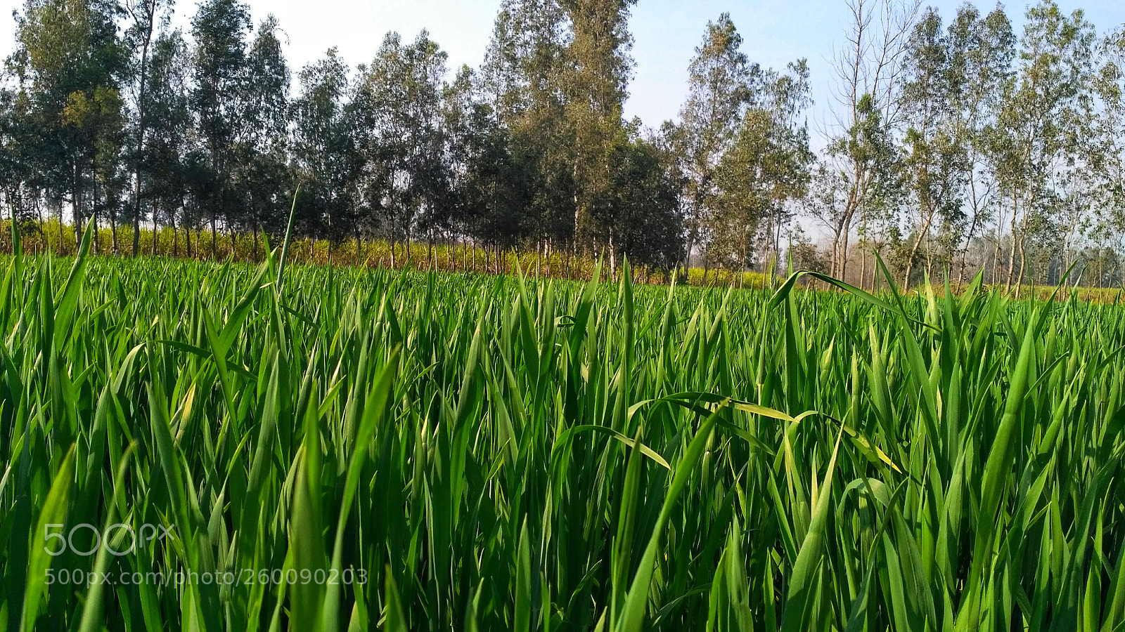 Xiaomi Redmi 3S sample photo. Farm fields photography