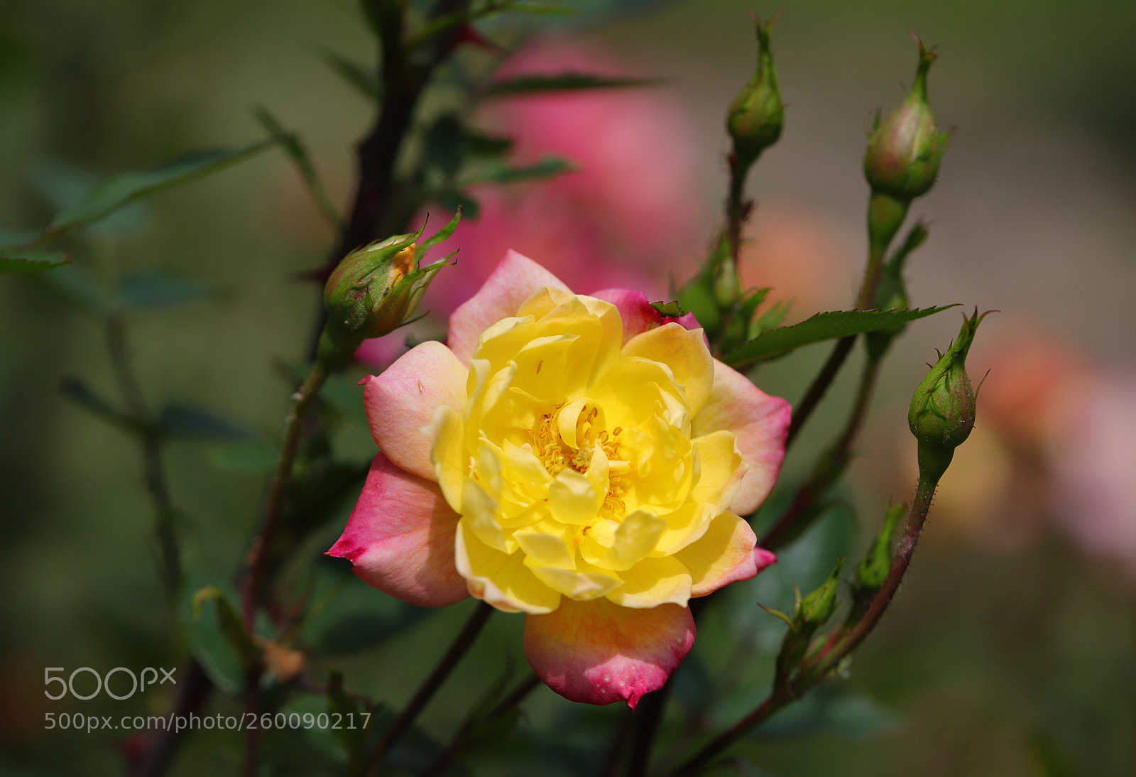 Canon EOS 6D Mark II sample photo. Painful beauty photography