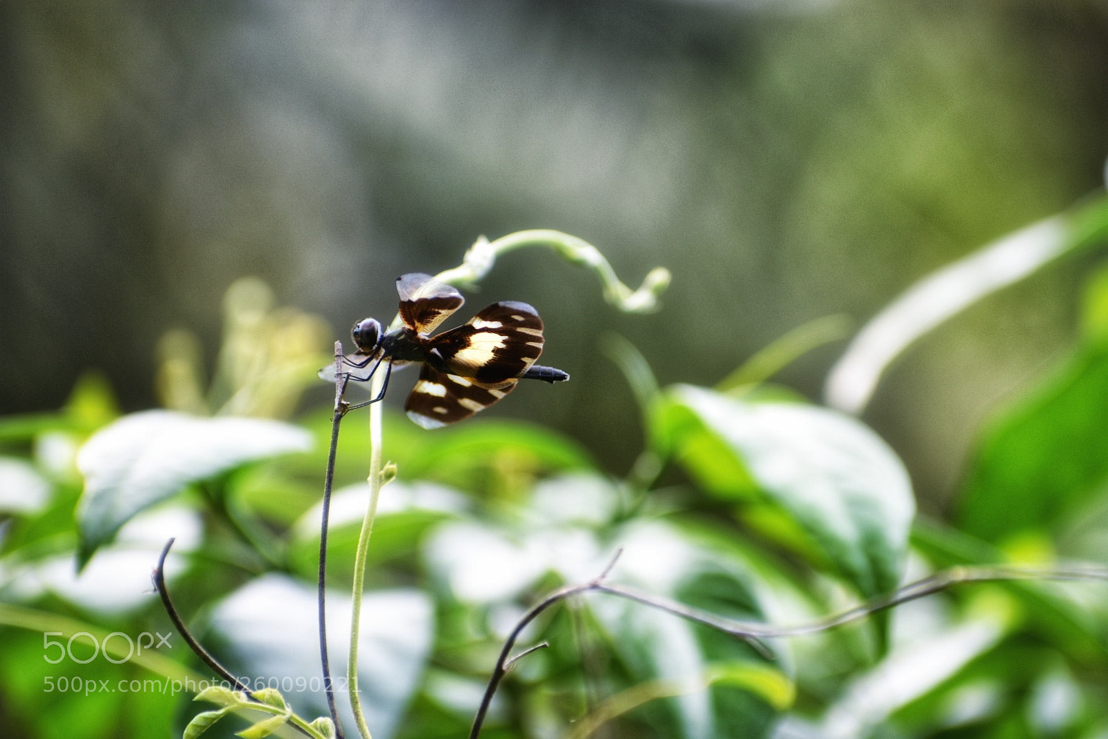 Nikon D3400 sample photo. Yellow dragonfly photography