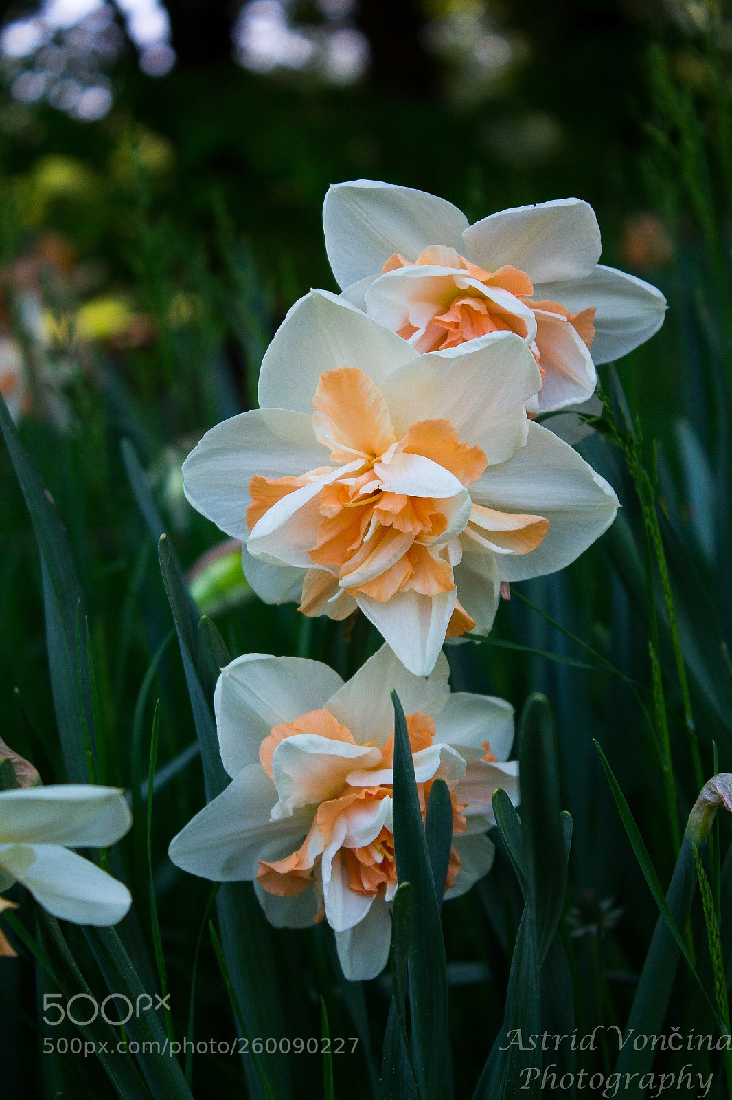 Canon EOS 650D (EOS Rebel T4i / EOS Kiss X6i) sample photo. Daffodil photography