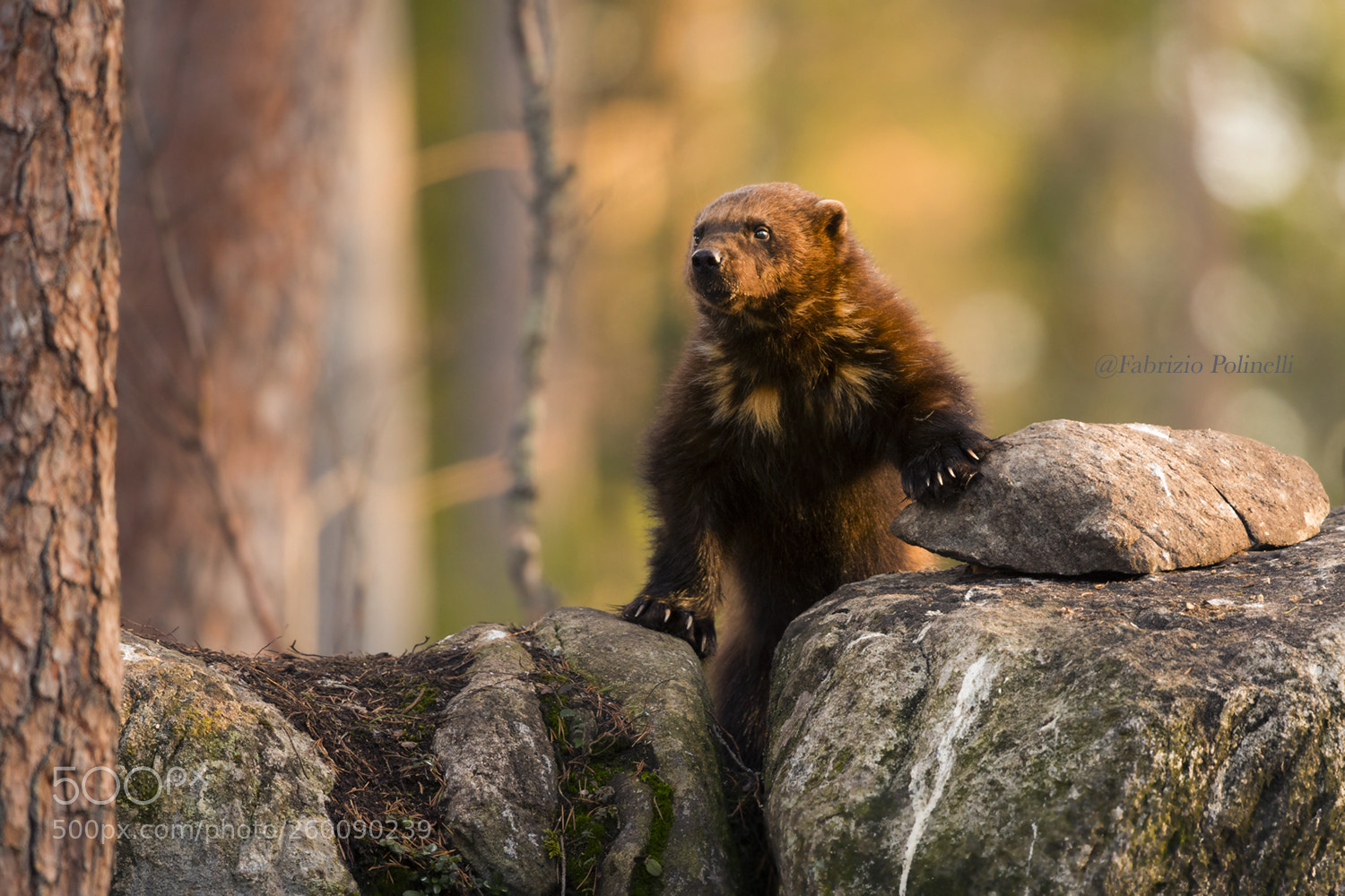 Canon EOS-1D X sample photo. Wolverine photography