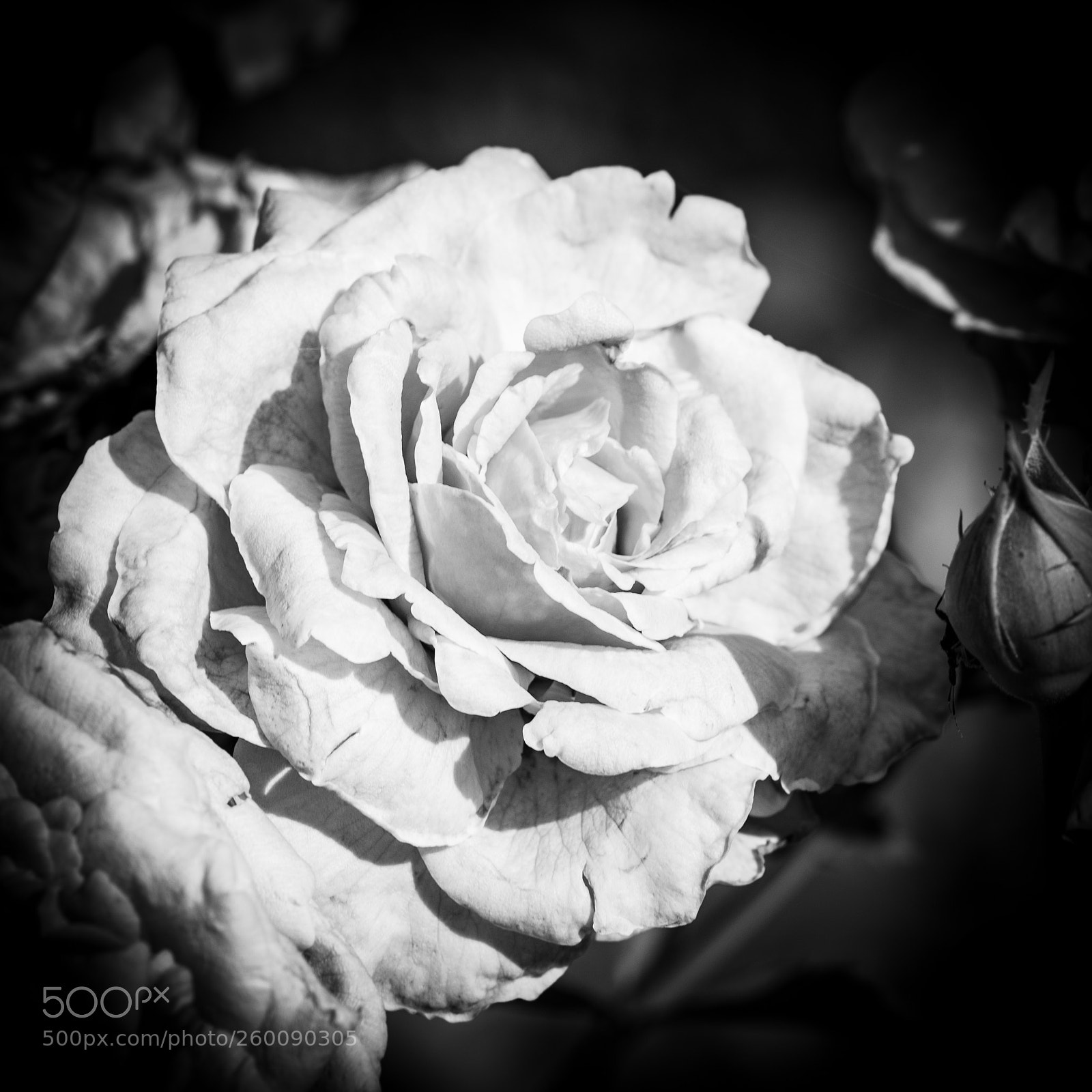 Nikon D5500 sample photo. Black and white rose photography