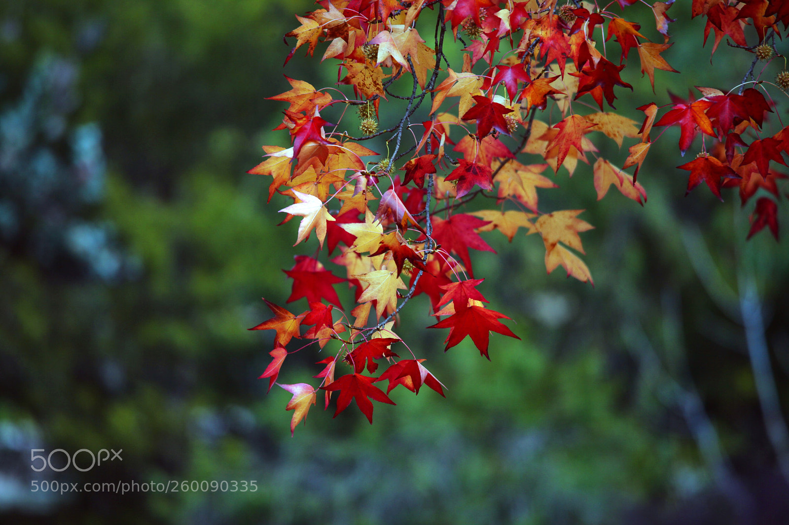 Canon EOS 5D Mark II sample photo. Autumn  photography