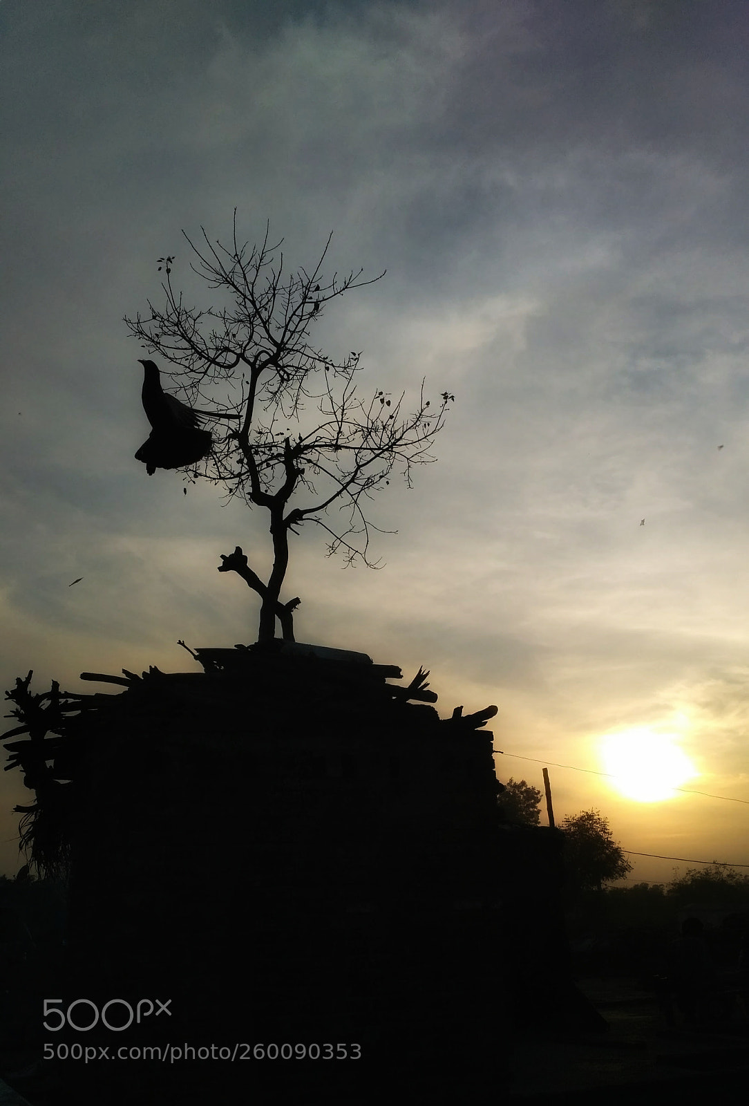 Xiaomi Redmi 3S sample photo. Funeralbed of a tree photography