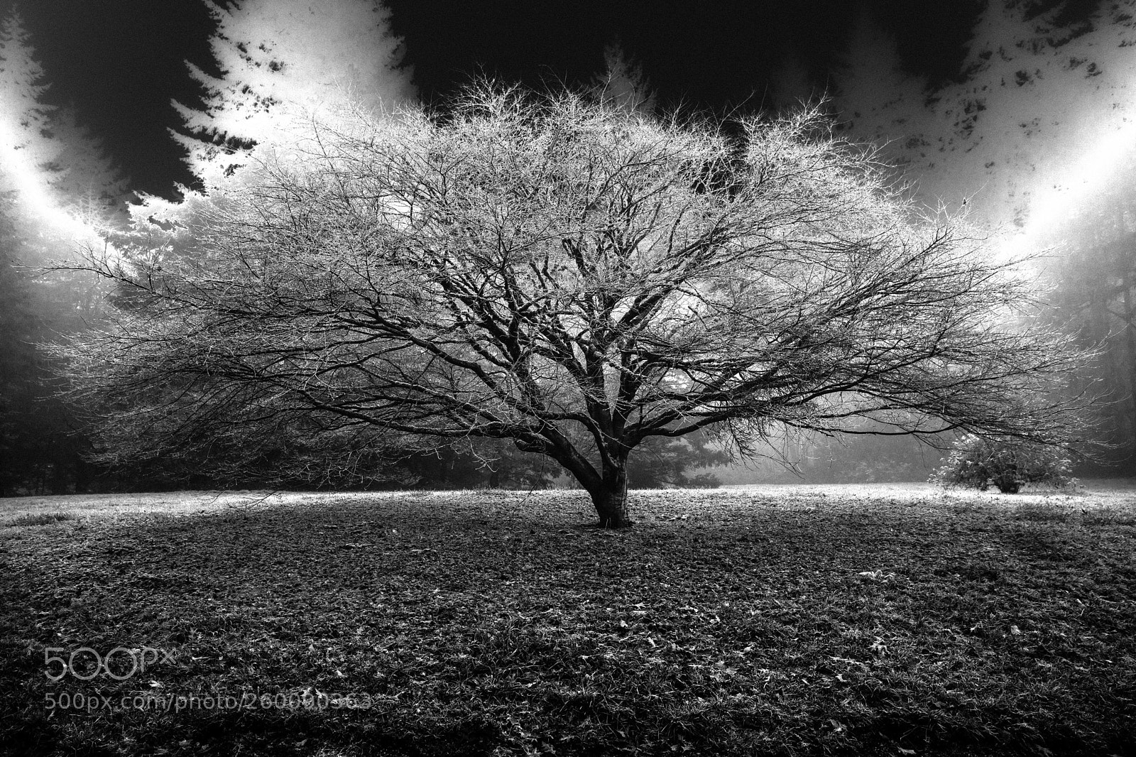 Canon EOS 5D Mark IV sample photo. Negitve tree in fog photography