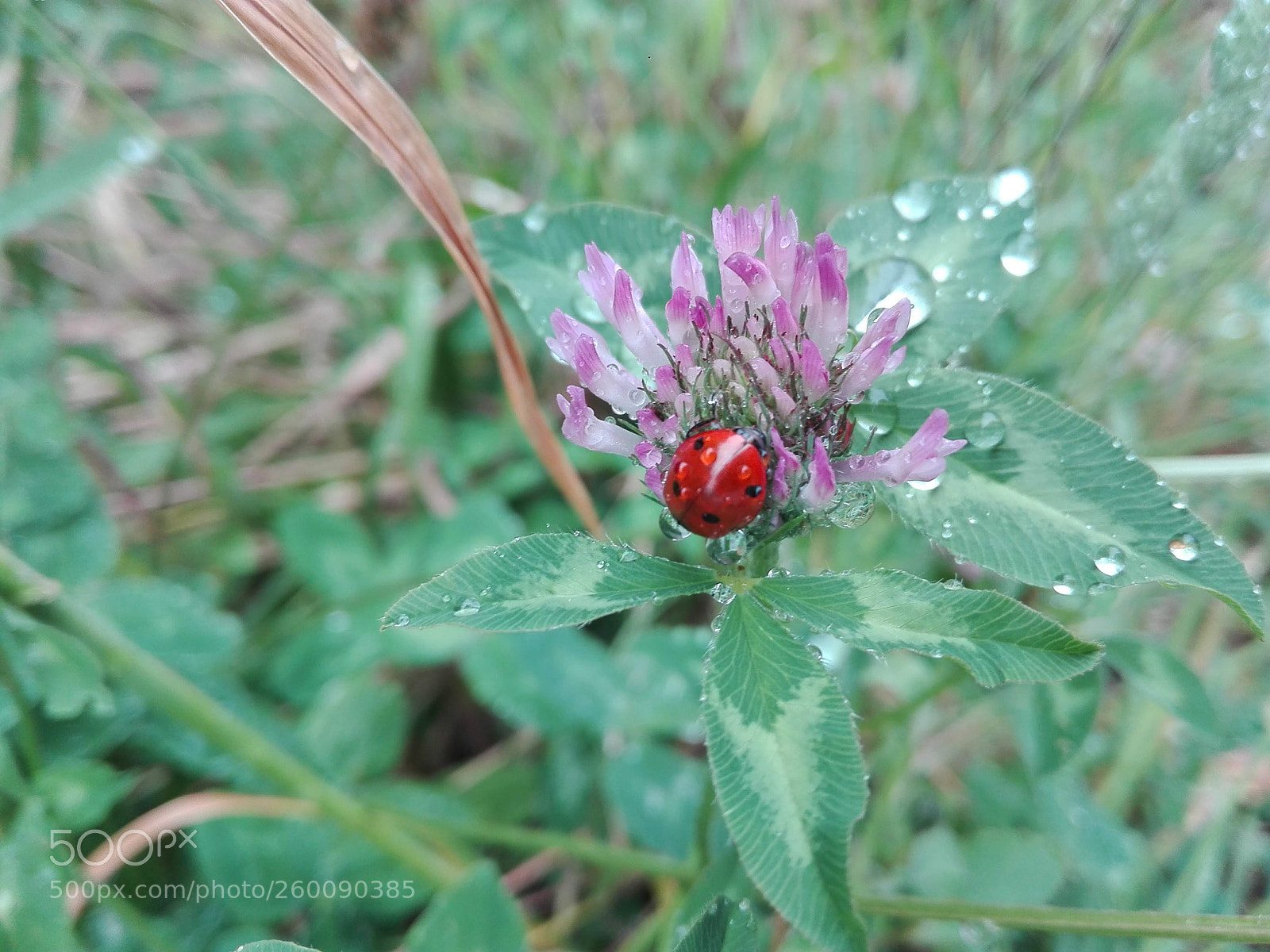 HUAWEI P8 Lite sample photo. Joaninha à chuva photography