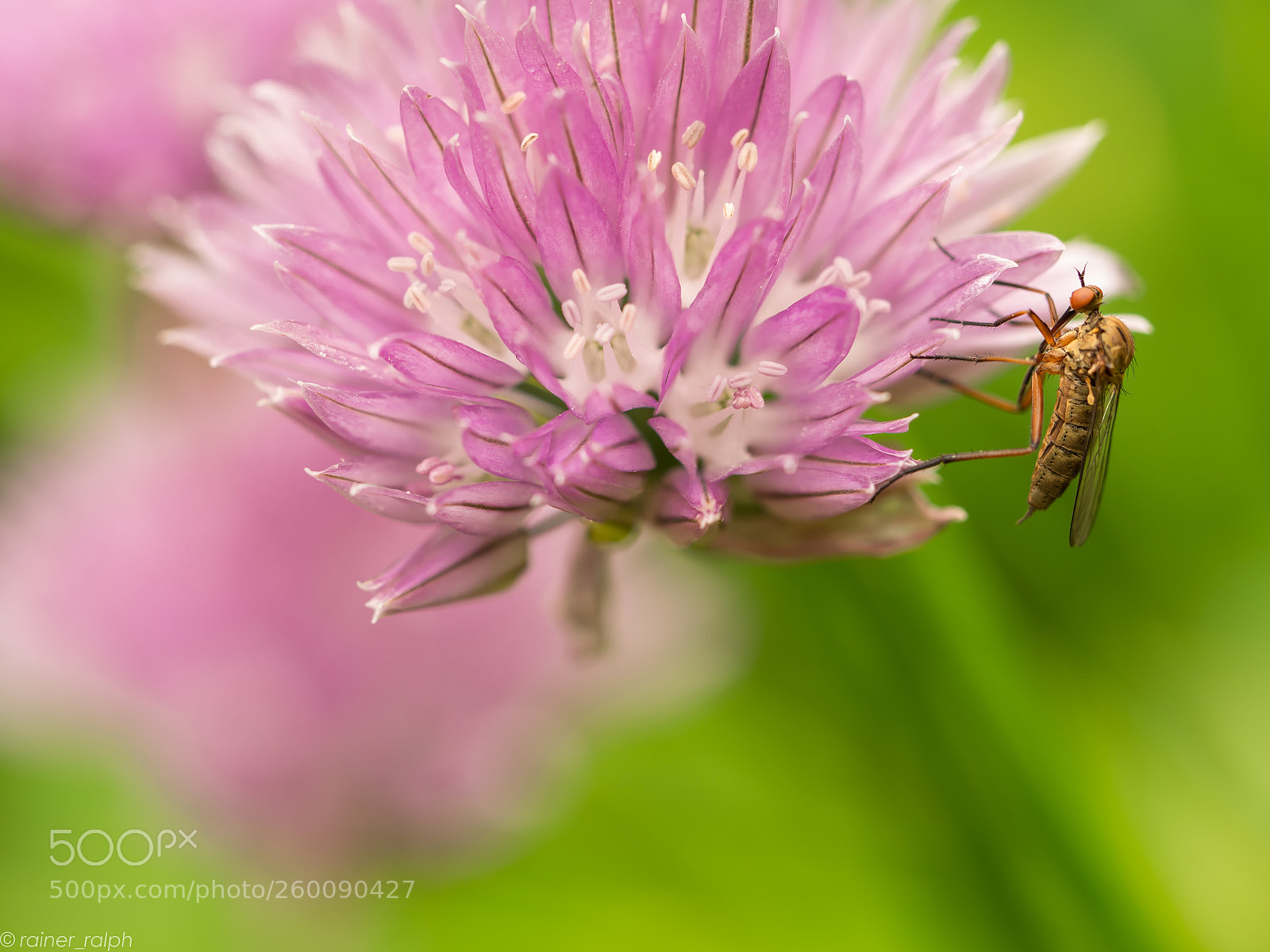 Olympus OM-D E-M1 Mark II sample photo. Fly on chive photography