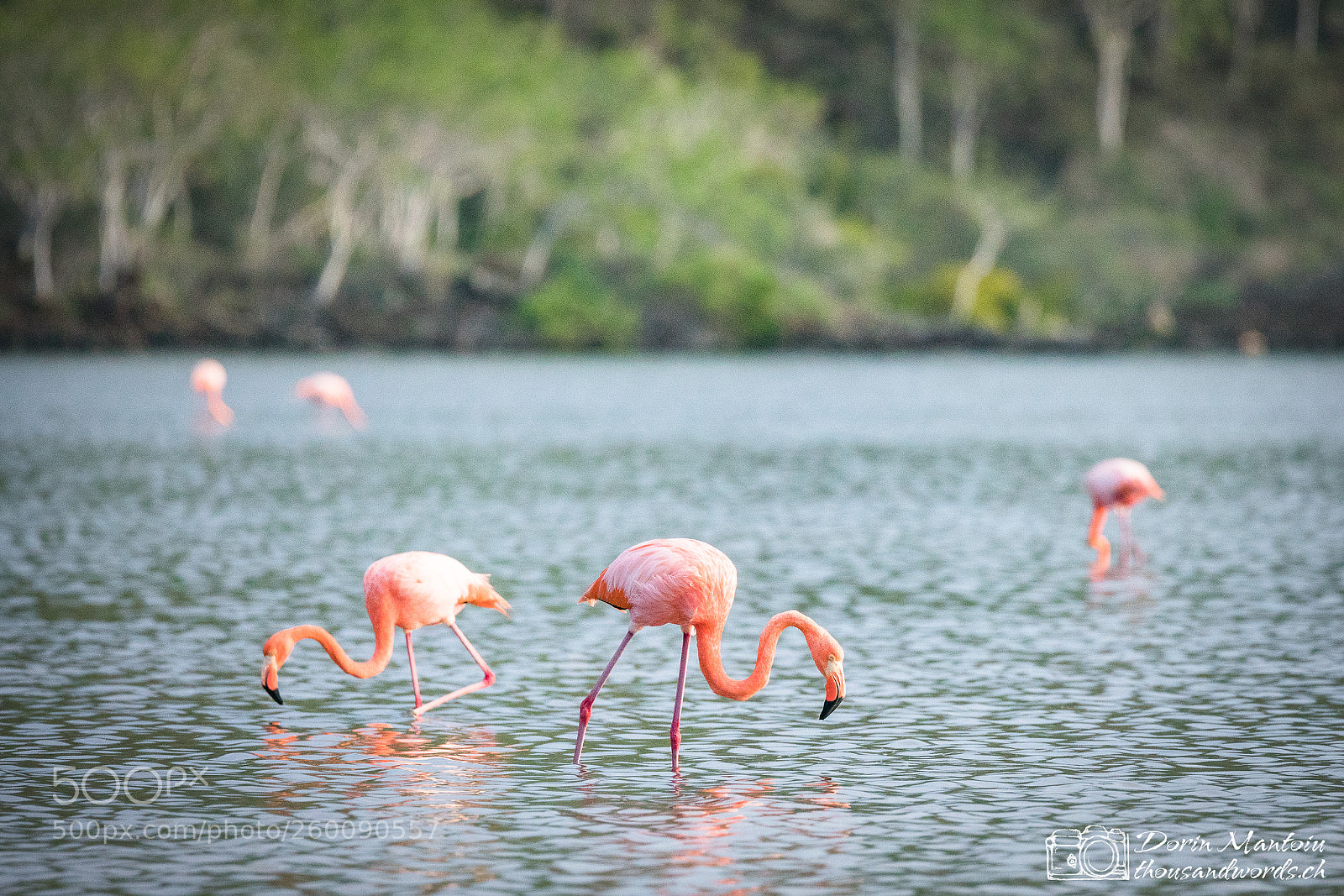 Canon EOS 5D Mark IV sample photo. Isla floreana photography