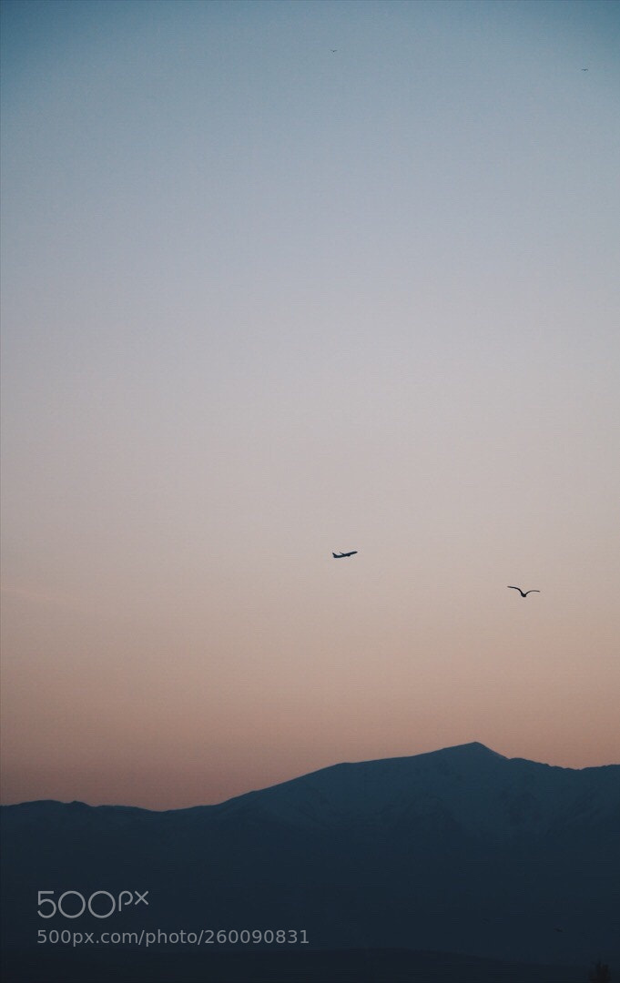 Canon EOS 750D (EOS Rebel T6i / EOS Kiss X8i) sample photo. Lonely bird  photography