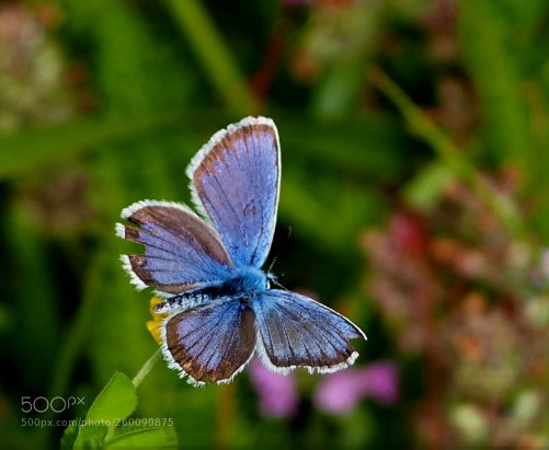 Olympus OM-D E-M10 II sample photo. K..lepke photography