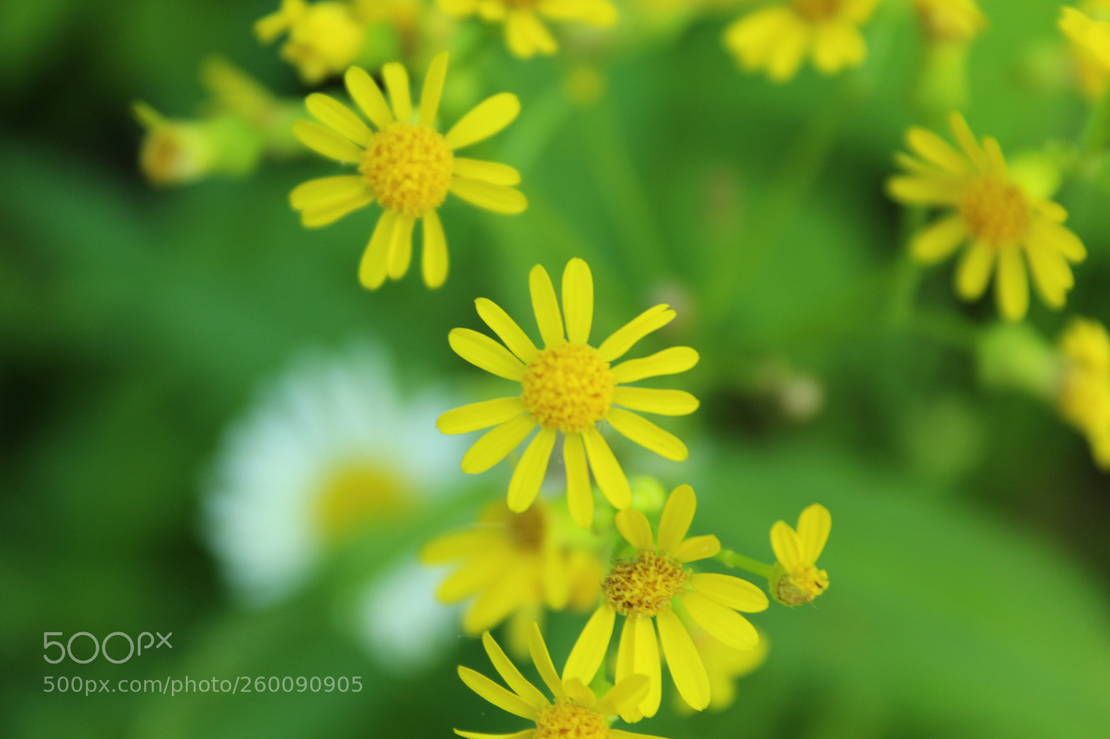 Canon EOS 1300D (EOS Rebel T6 / EOS Kiss X80) sample photo. Yellow flowers photography